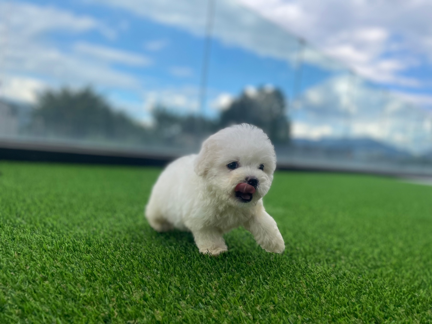 동행애견돌봄센터 대표 이미지