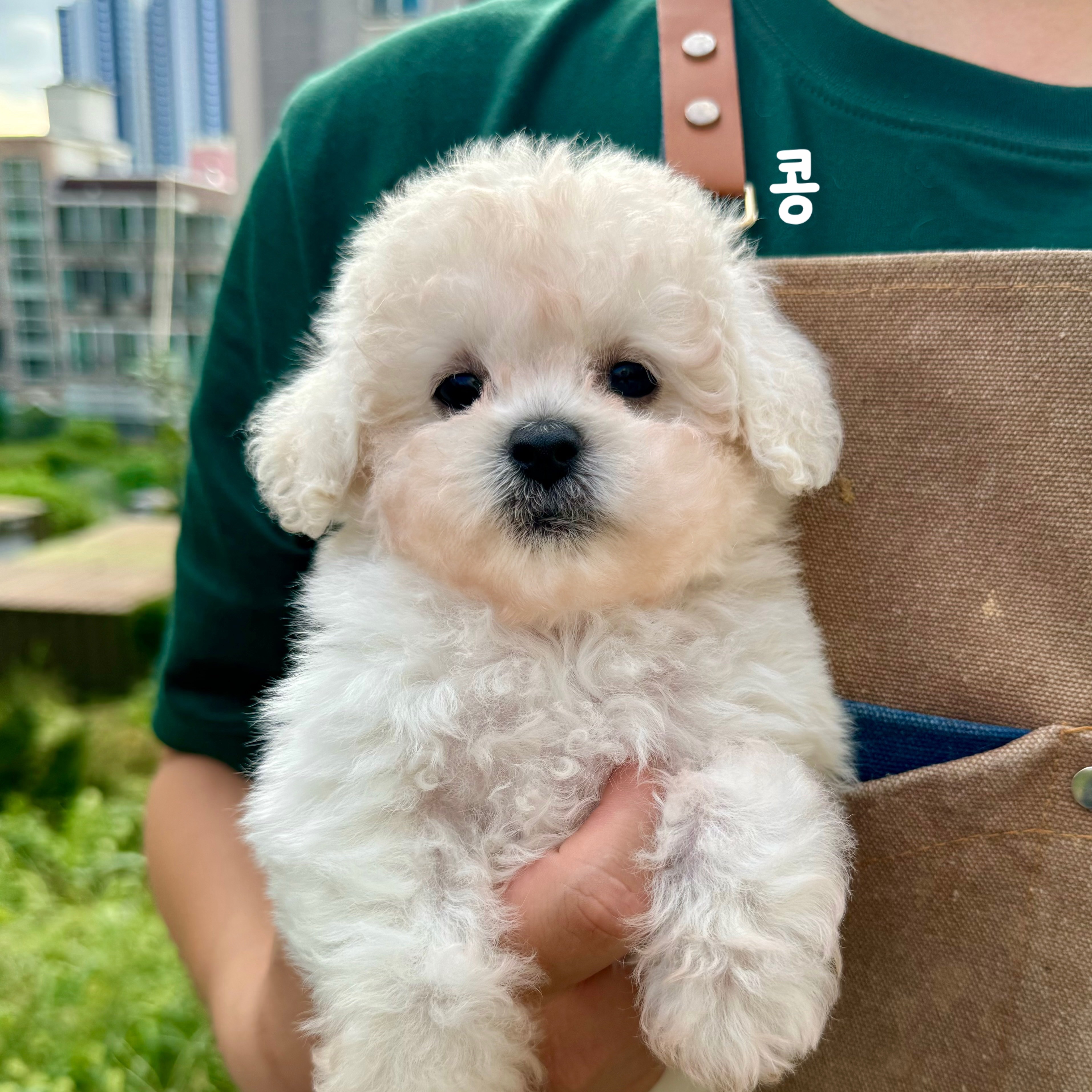 동행애견돌봄센터 김포점 대표 이미지