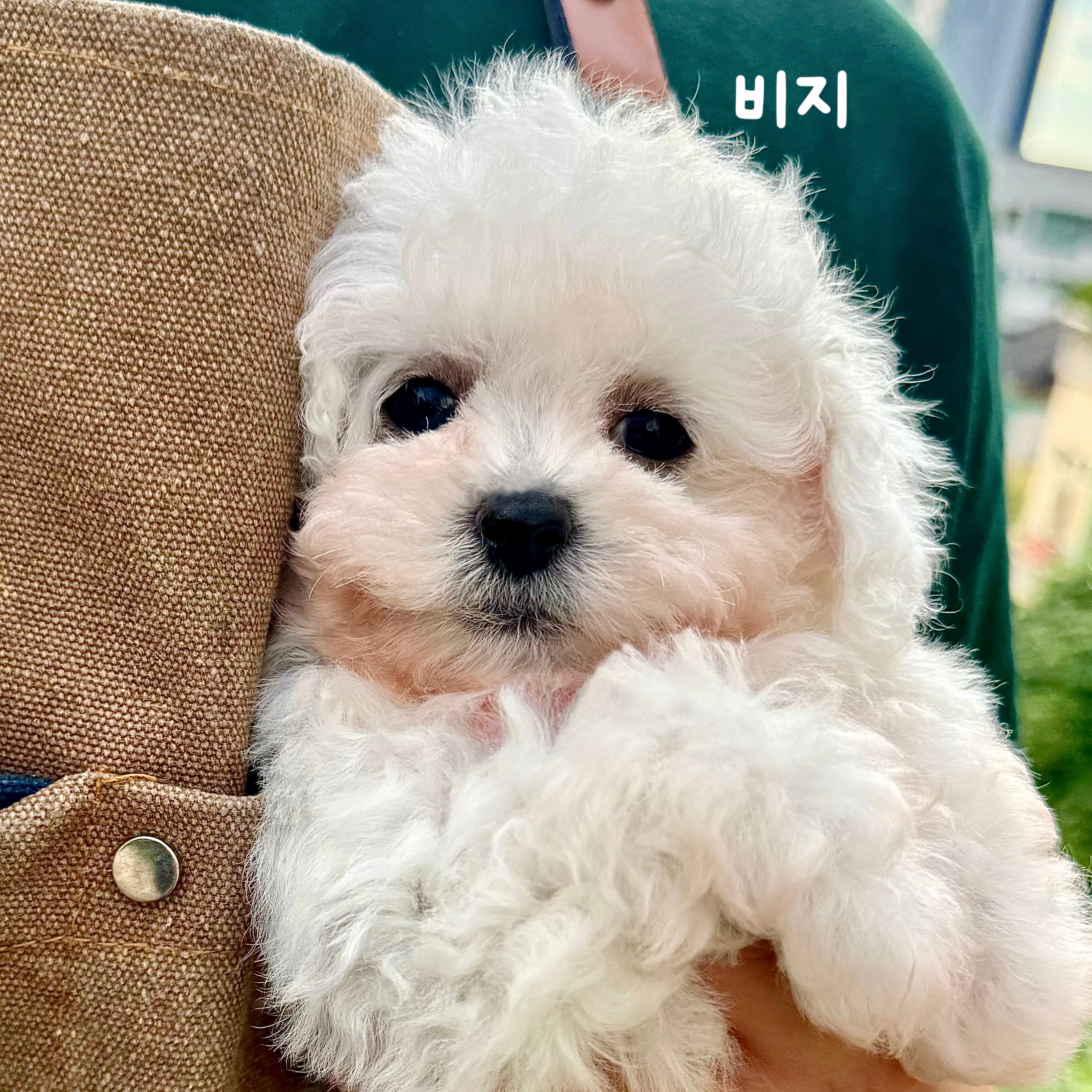 동행애견돌봄센터 하남점 대표 이미지
