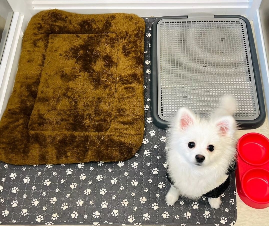 동행애견돌봄센터 김포점 대표 이미지