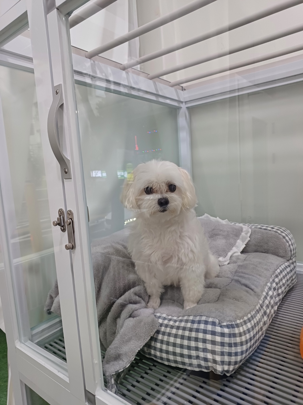 아이엠도그 대표 이미지