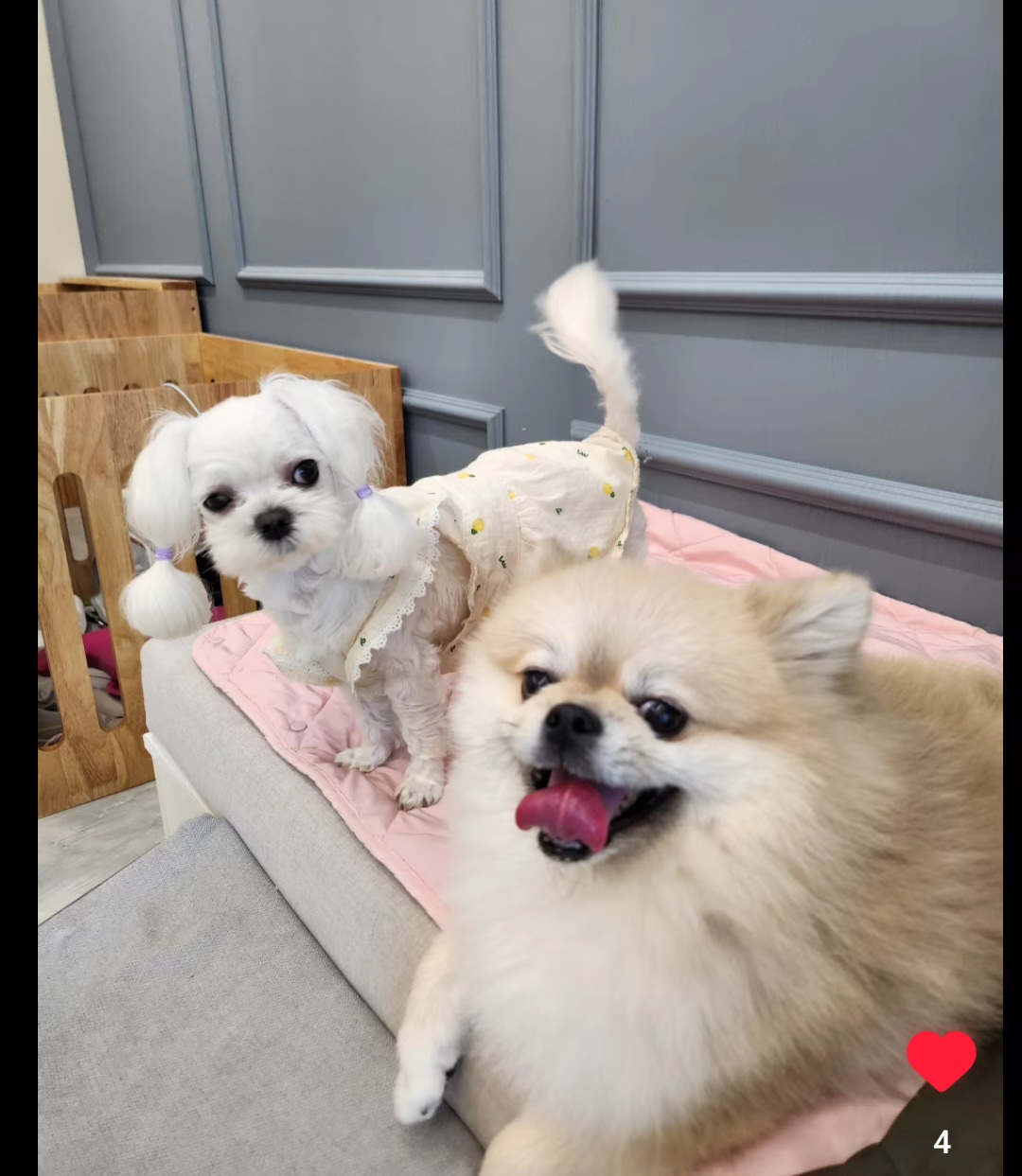 예쁘개편안하개 애견미용&애견호텔&애견놀이방