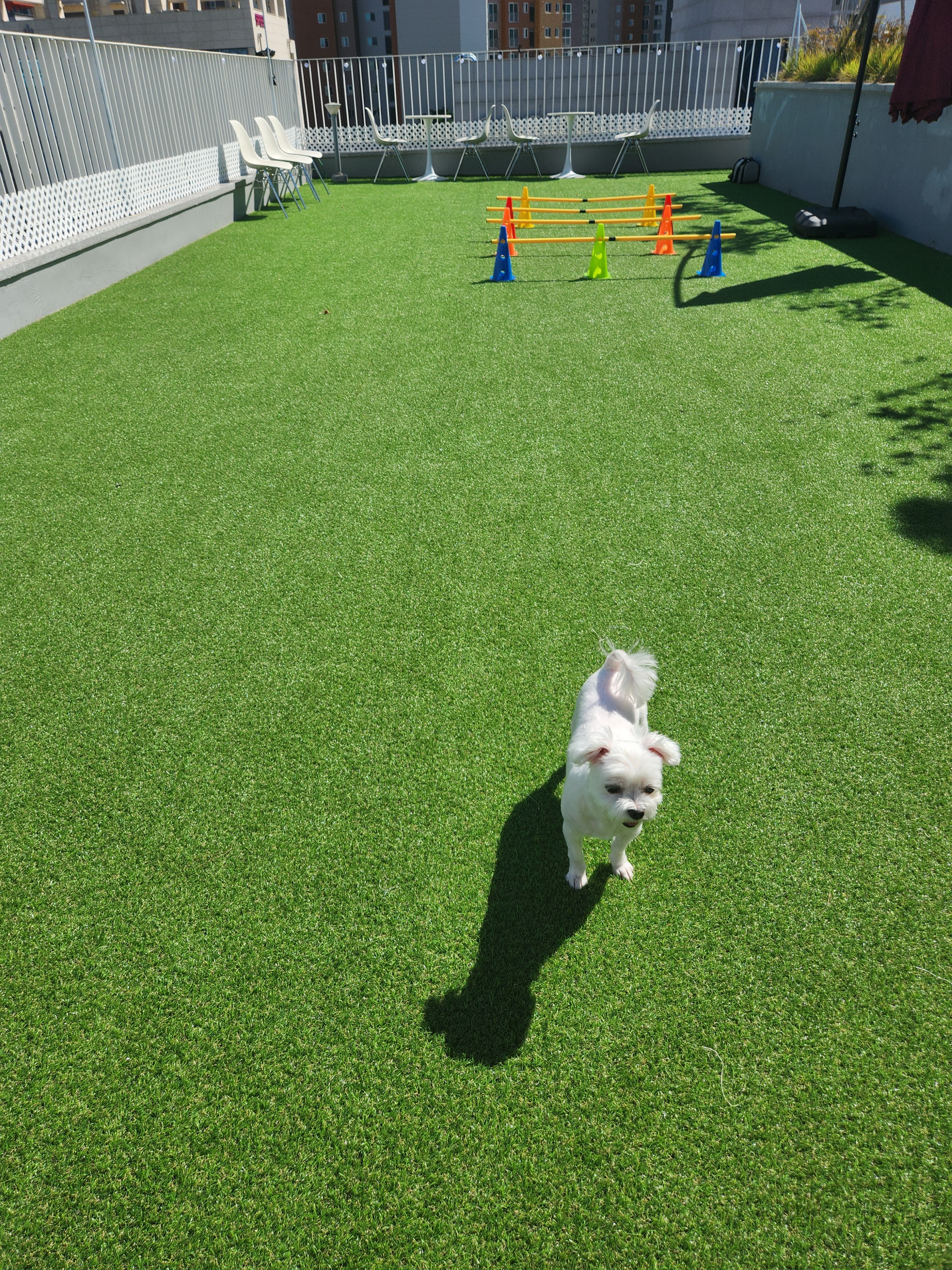 보고싶당개 대표 이미지