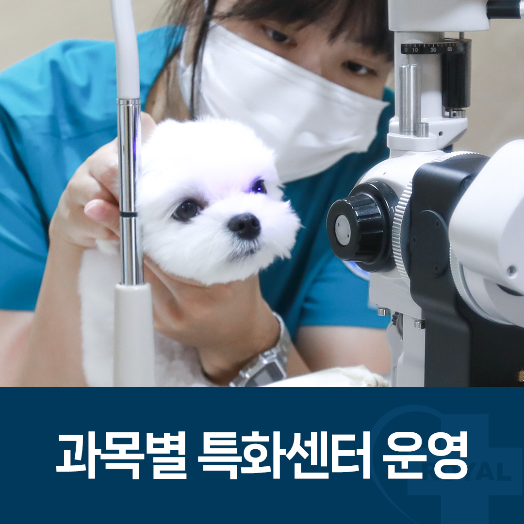 로얄동물메디컬센터 강동 대표 이미지