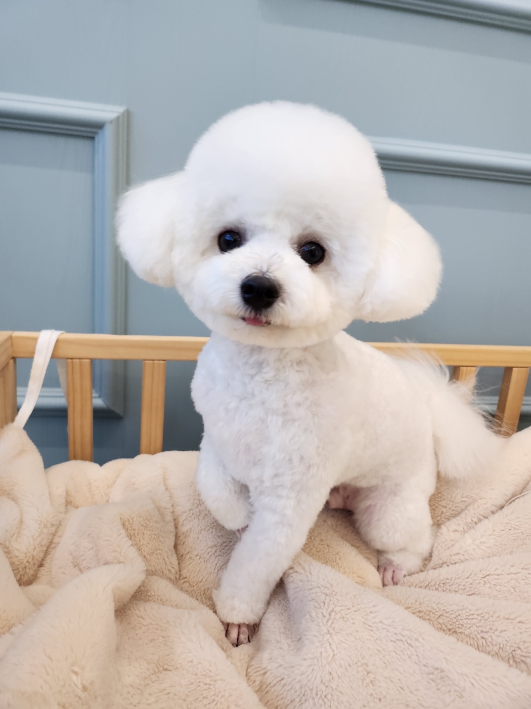 예쁘개편안하개 애견미용&애견호텔&애견놀이방 대표 이미지