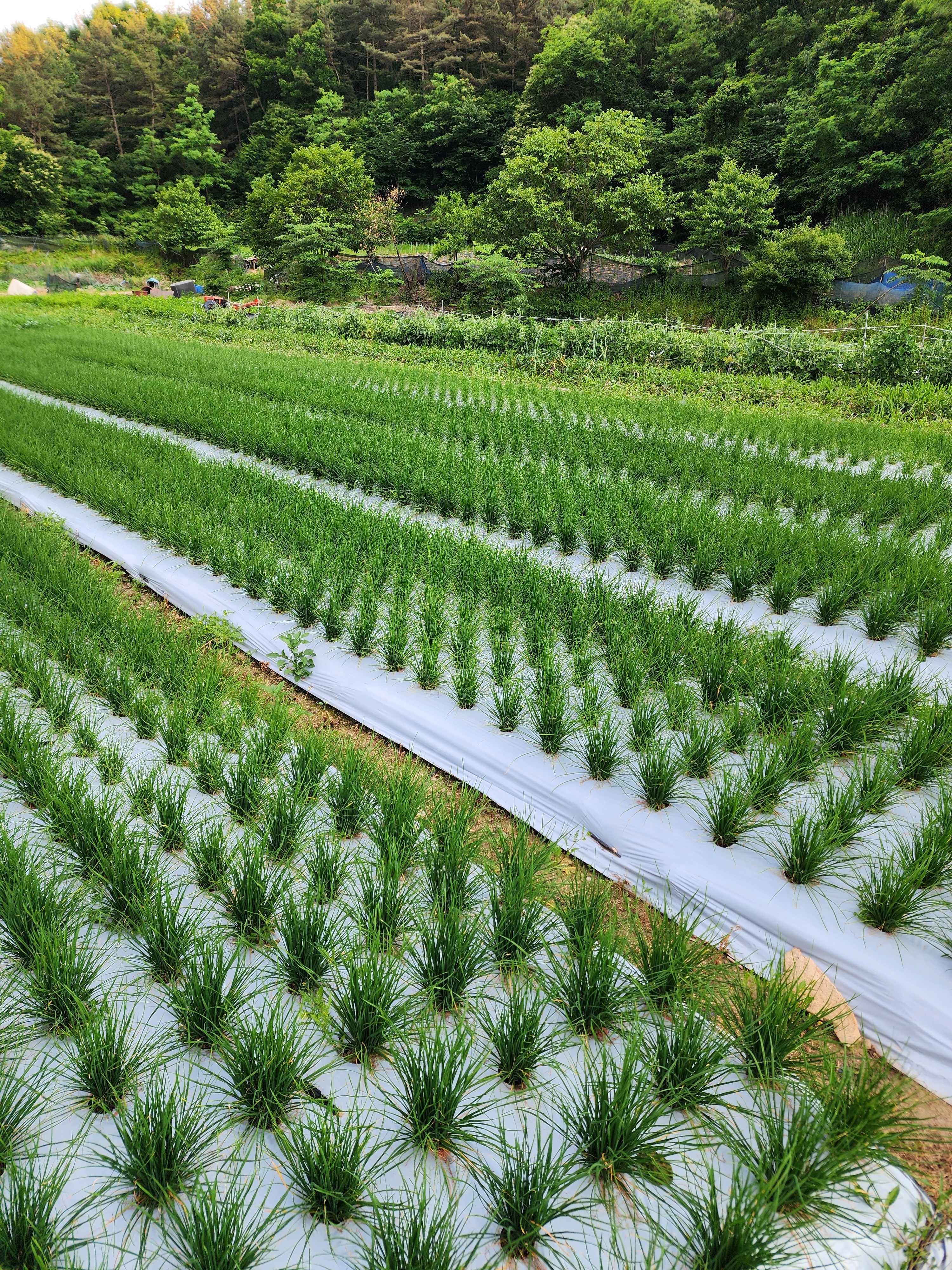 부추농장 보리밥 콩국수
