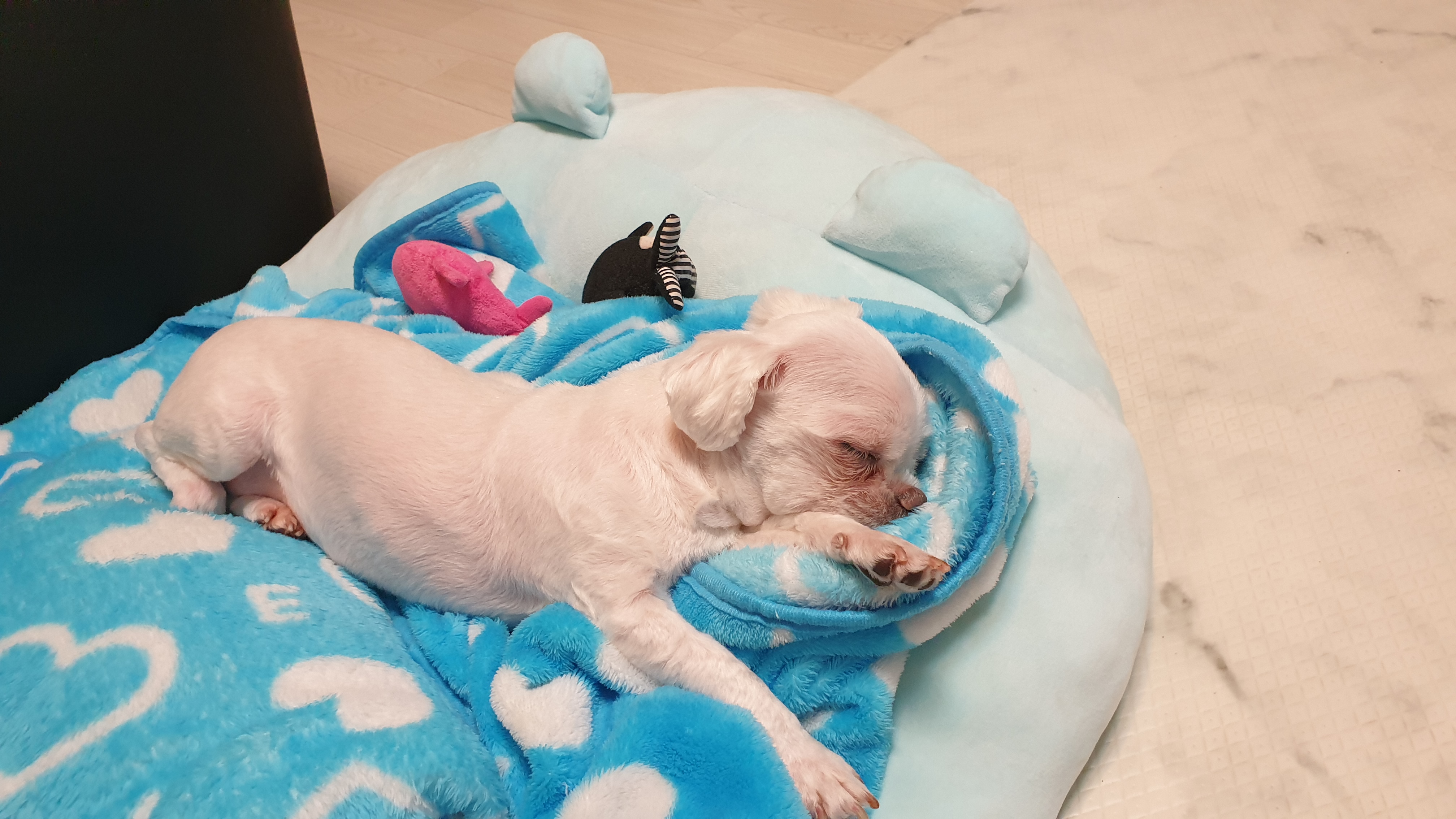 내강아지 대표 이미지