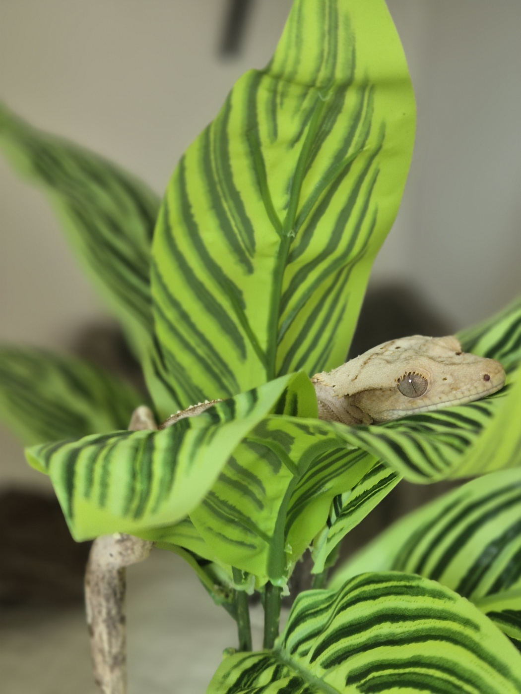 미어캣파크 대표 이미지