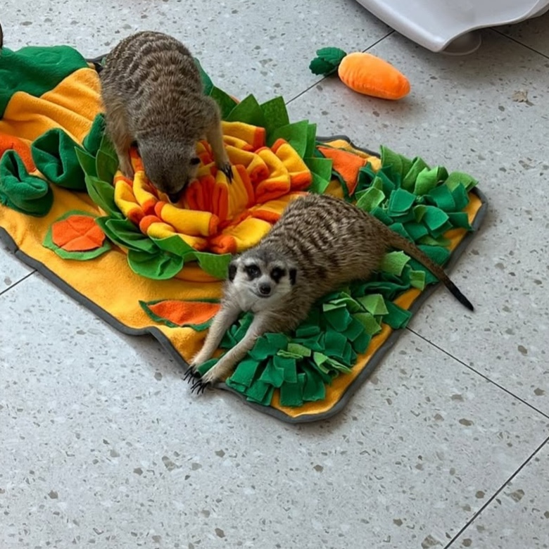 미어캣파크 대표 이미지