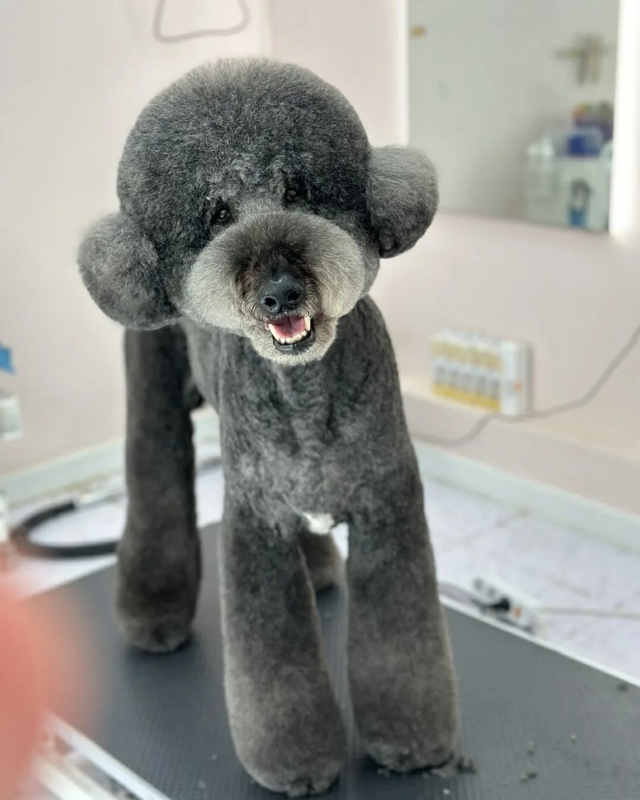 스타덤 펫살롱 대표 이미지