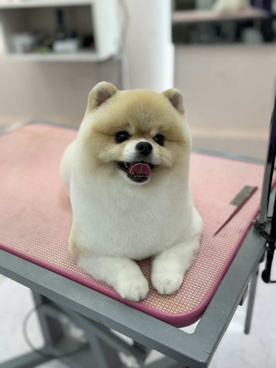 스타덤 펫살롱 대표 이미지