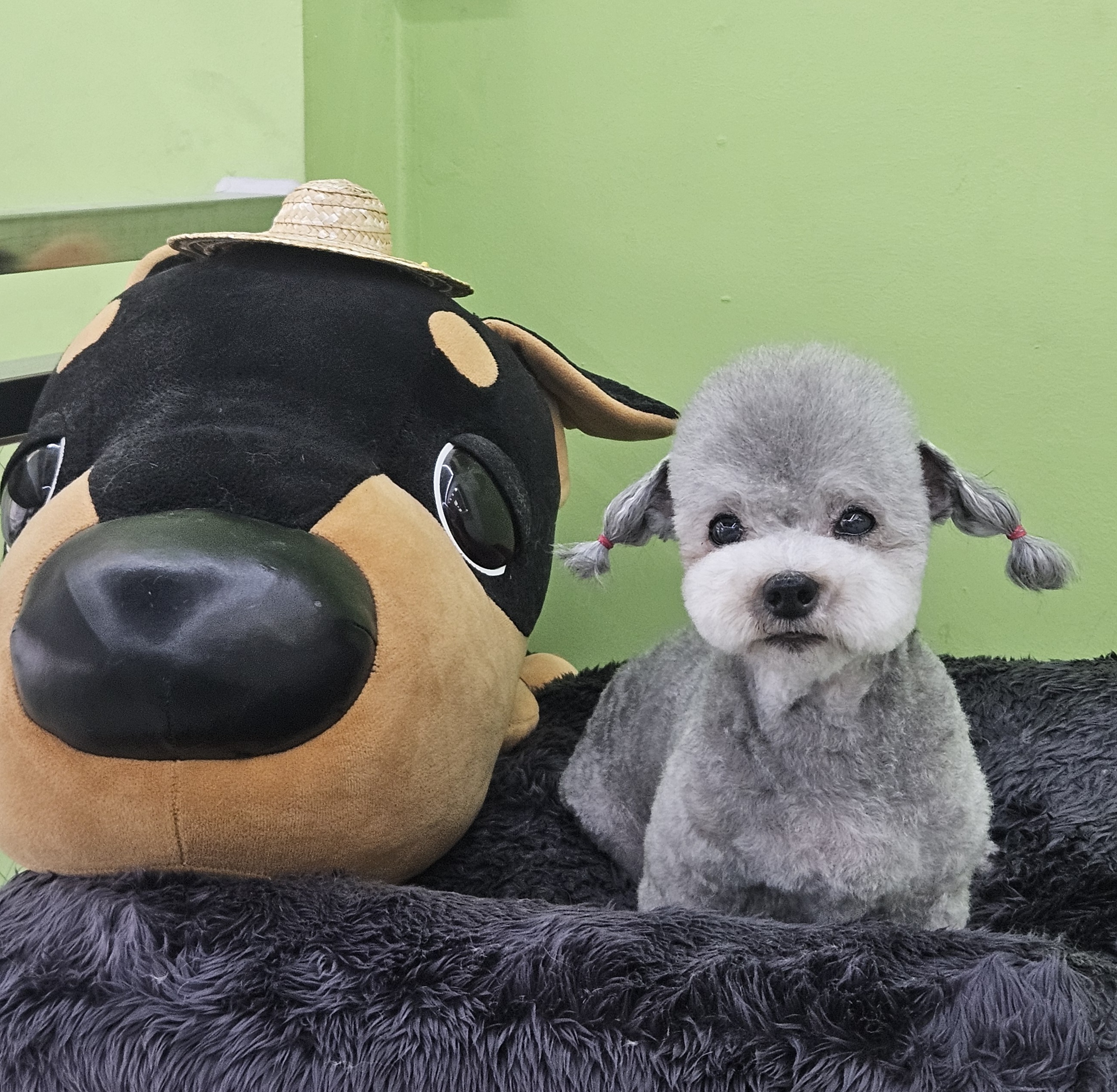 퓸퓸몽 대표 이미지