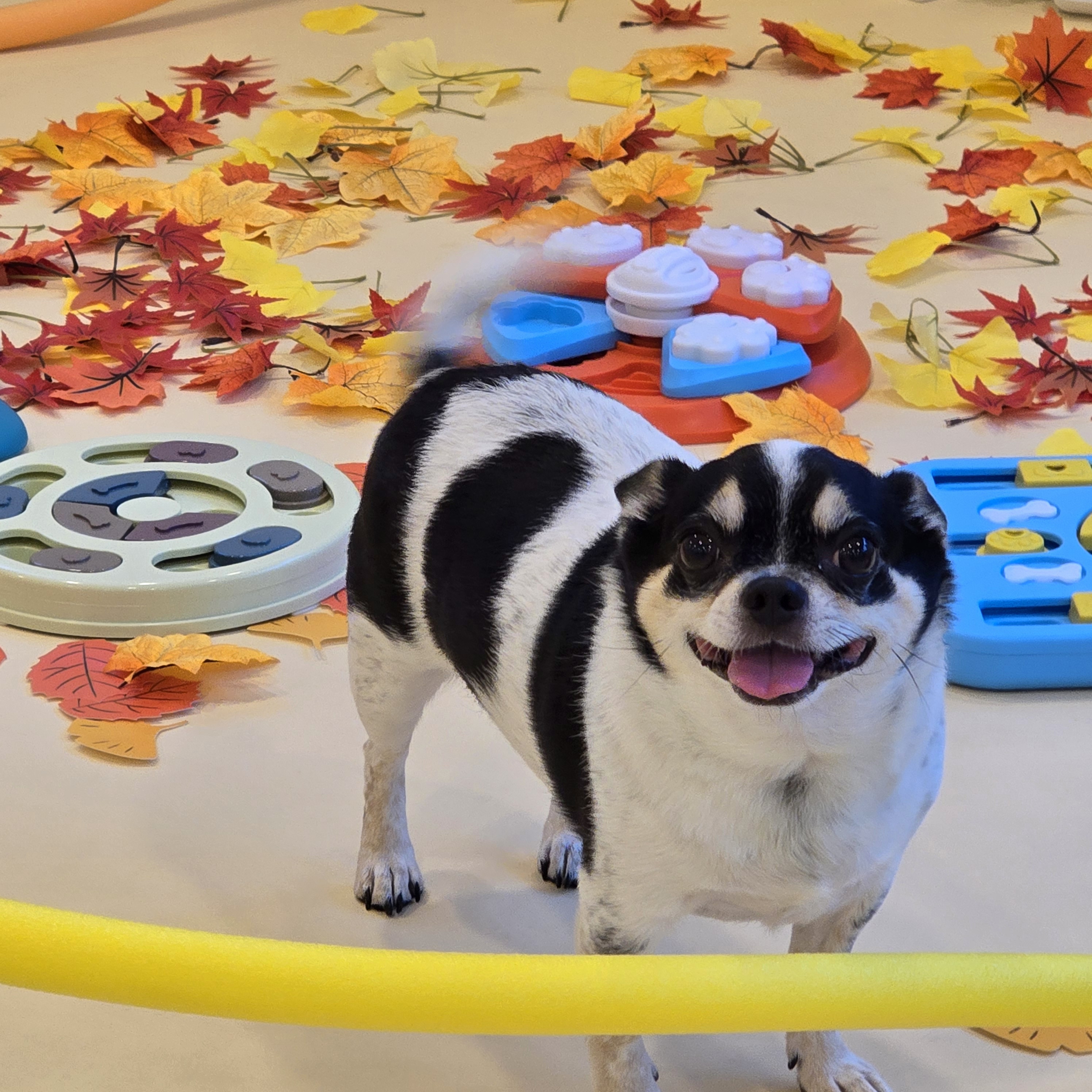 솔솔애견유치원 대표 이미지