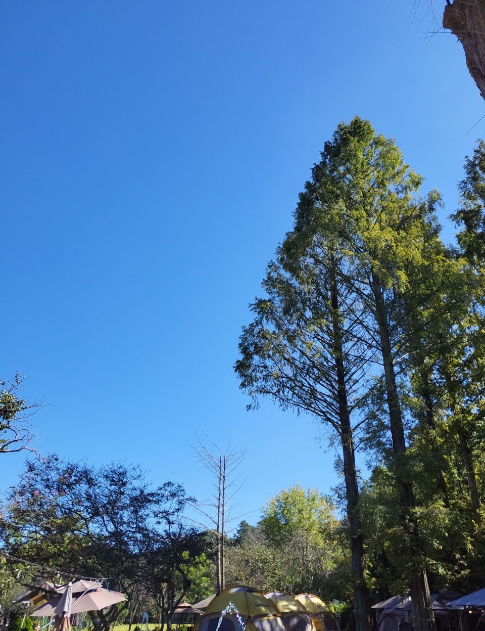 썬바라기 대표 이미지