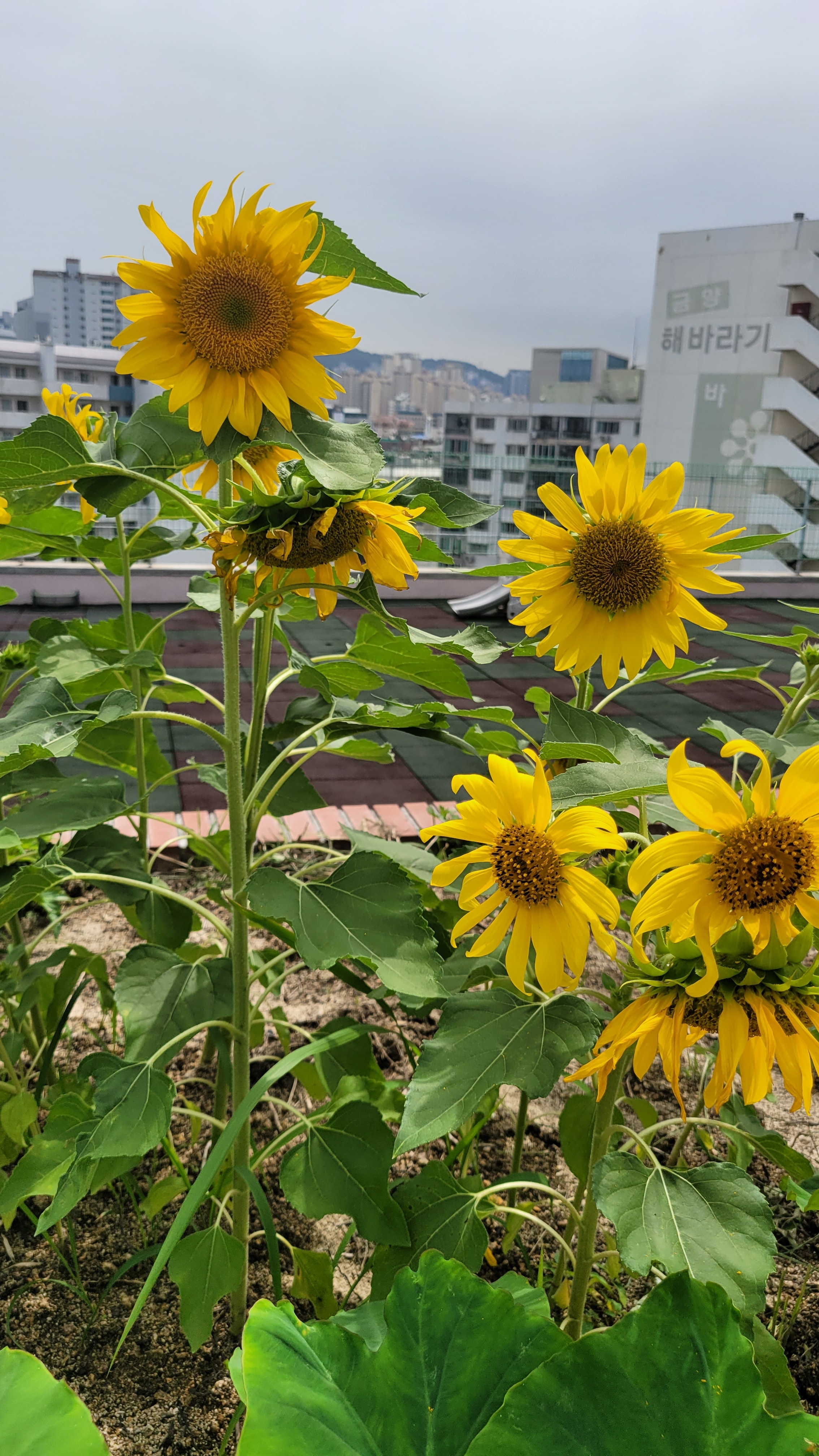 예람유치원