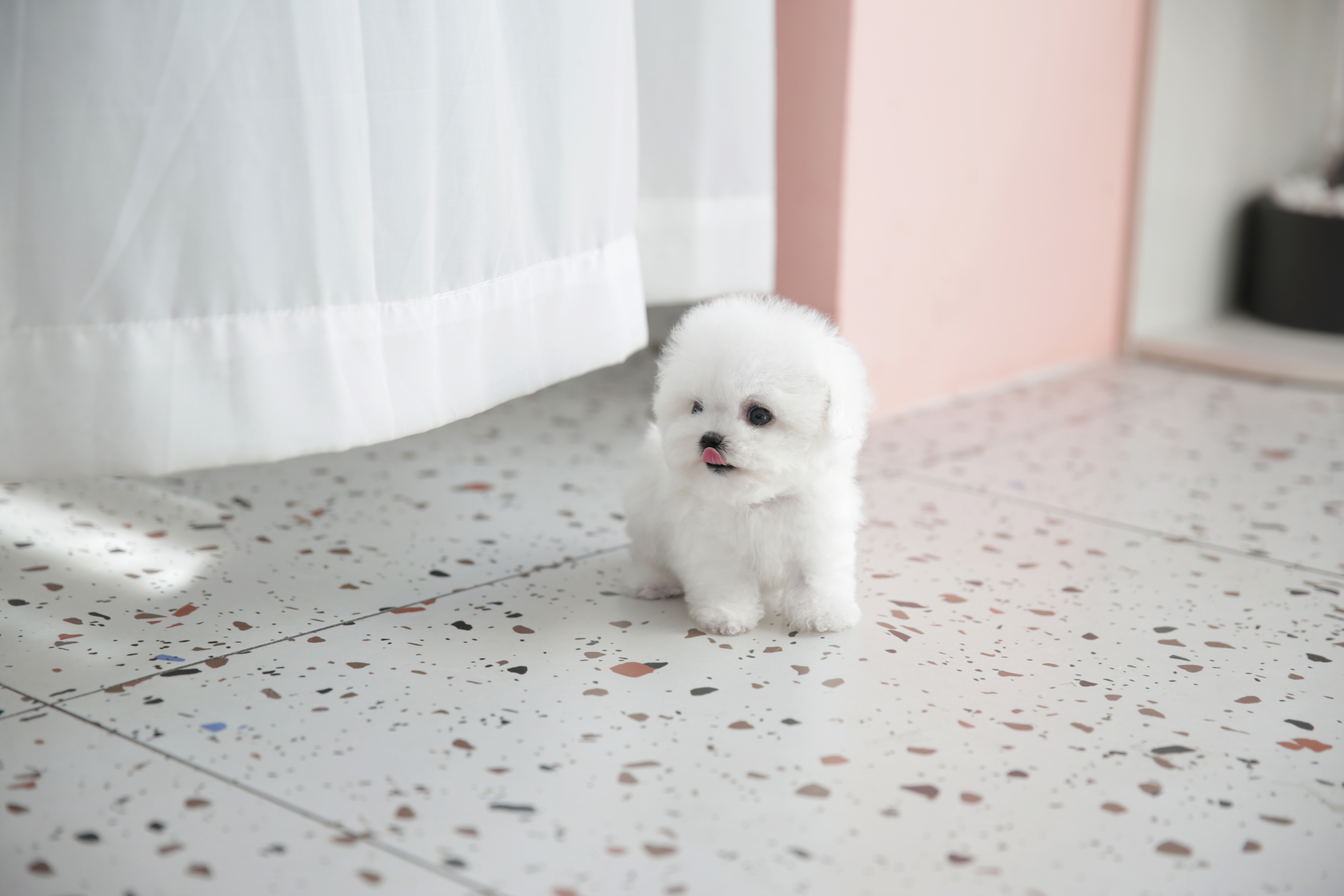 마마스미독 강아지분양 인천점 대표 이미지