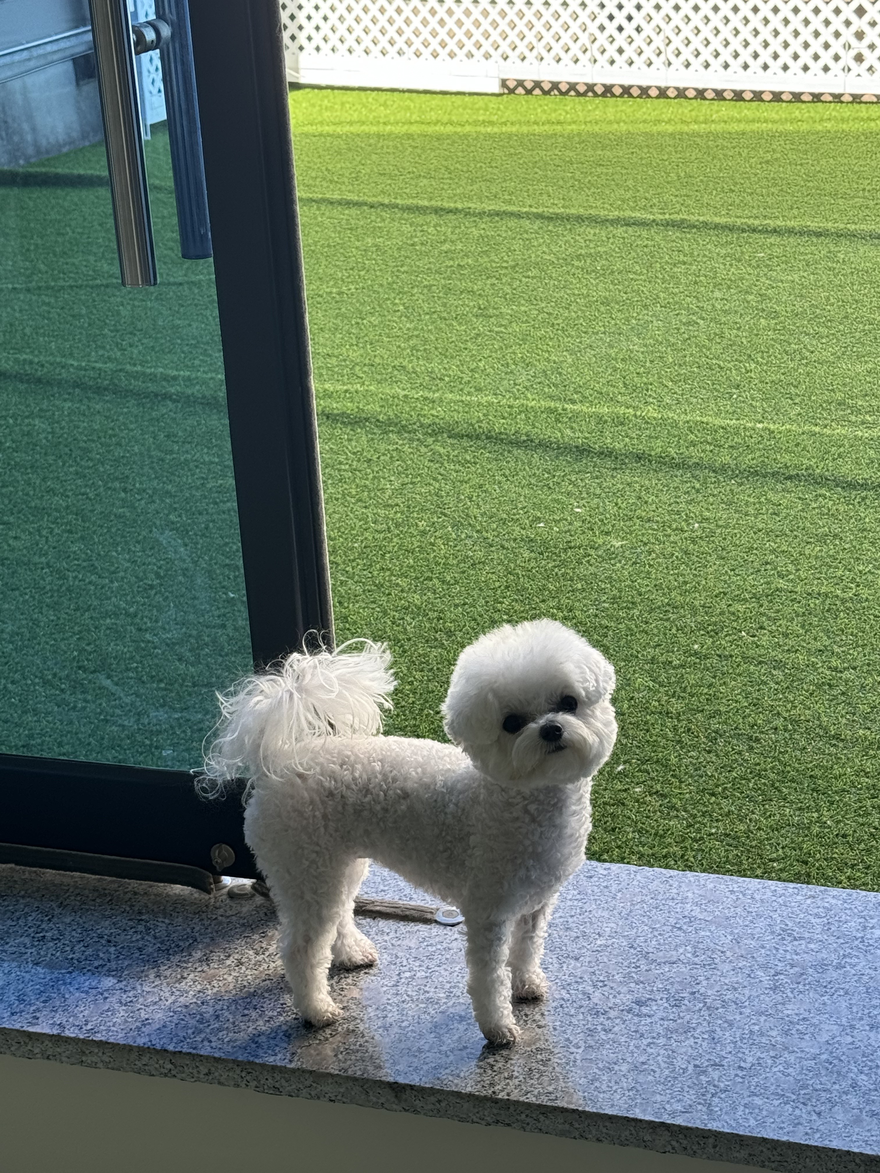꼬리살랑