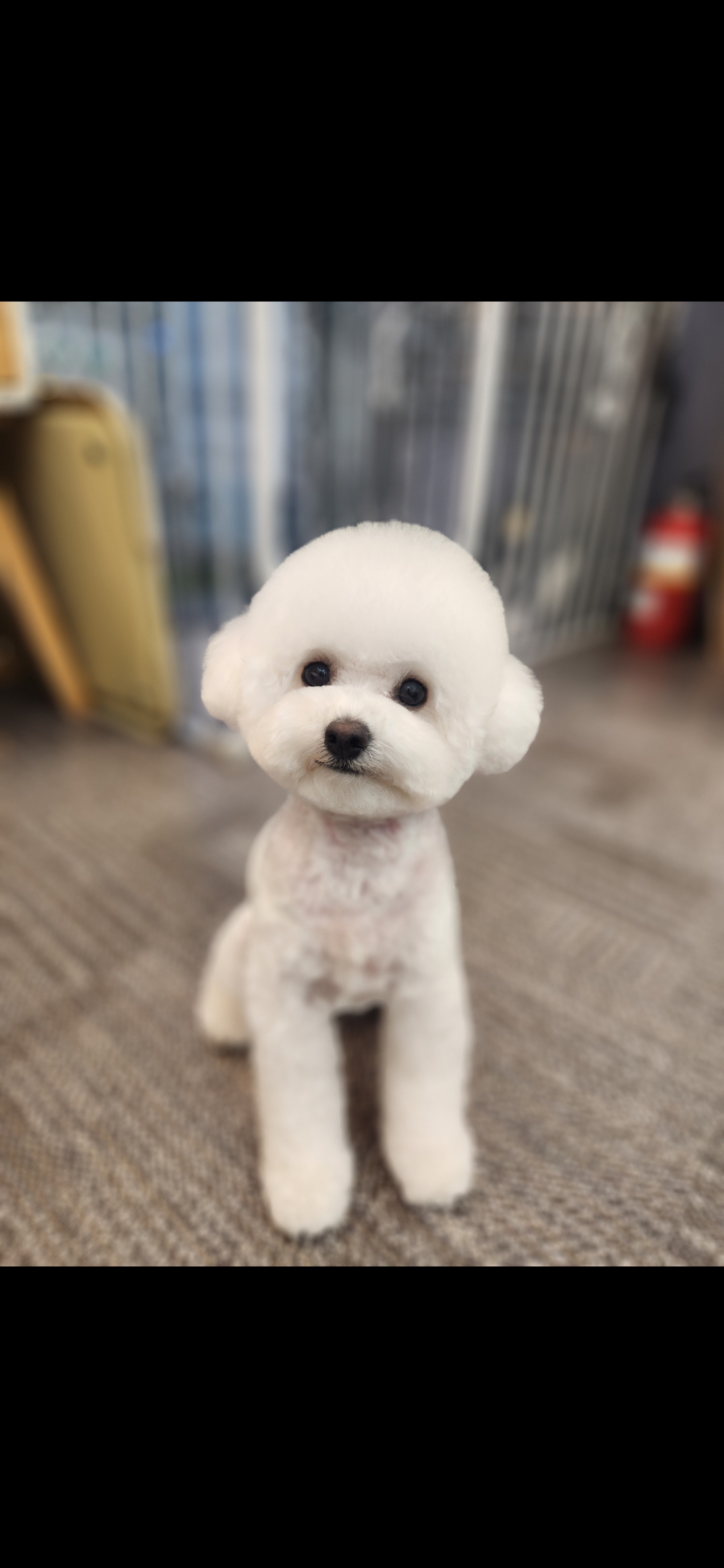 내강아지애견미용