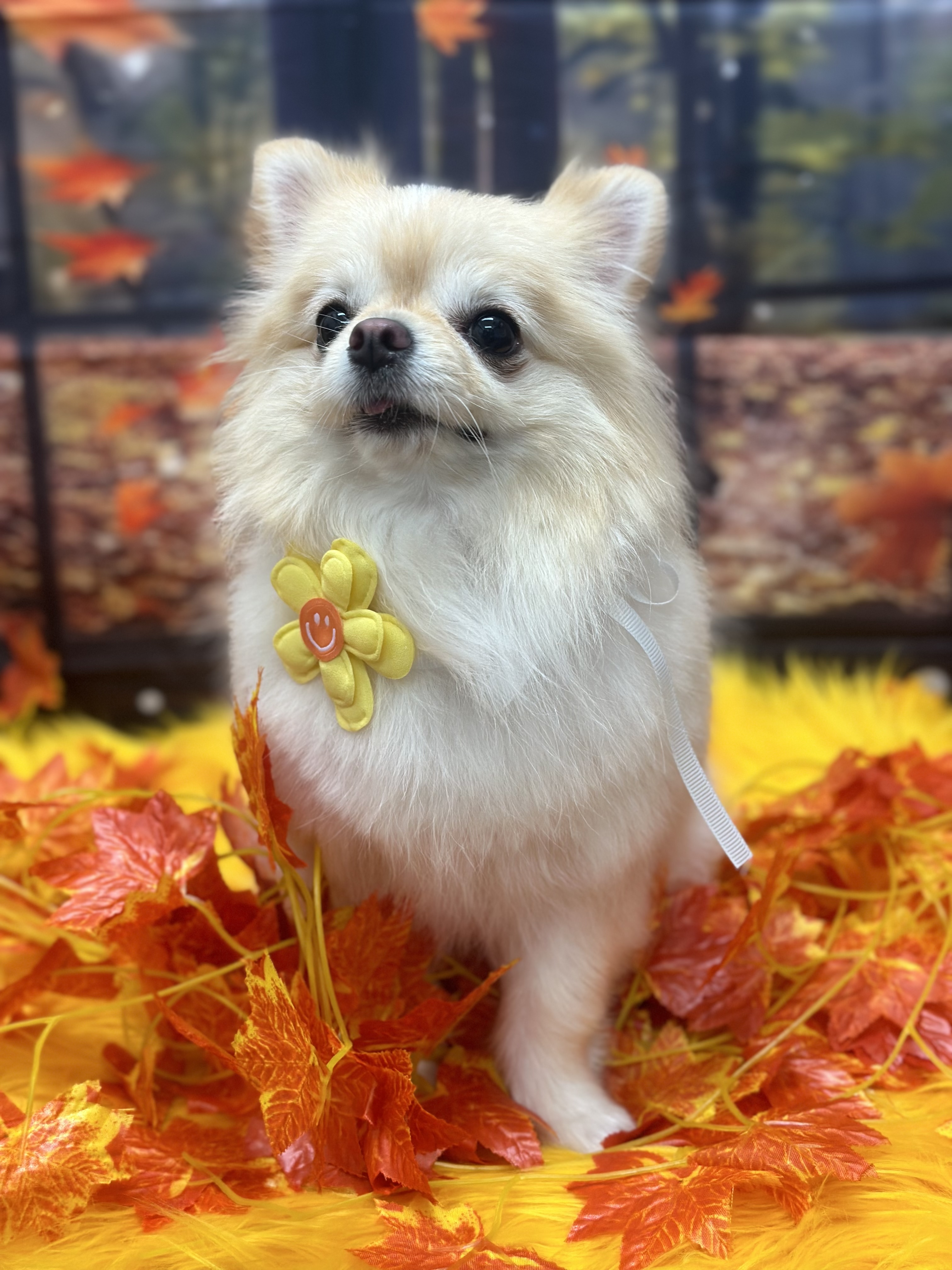 올리스24 일산백석점 대표 이미지