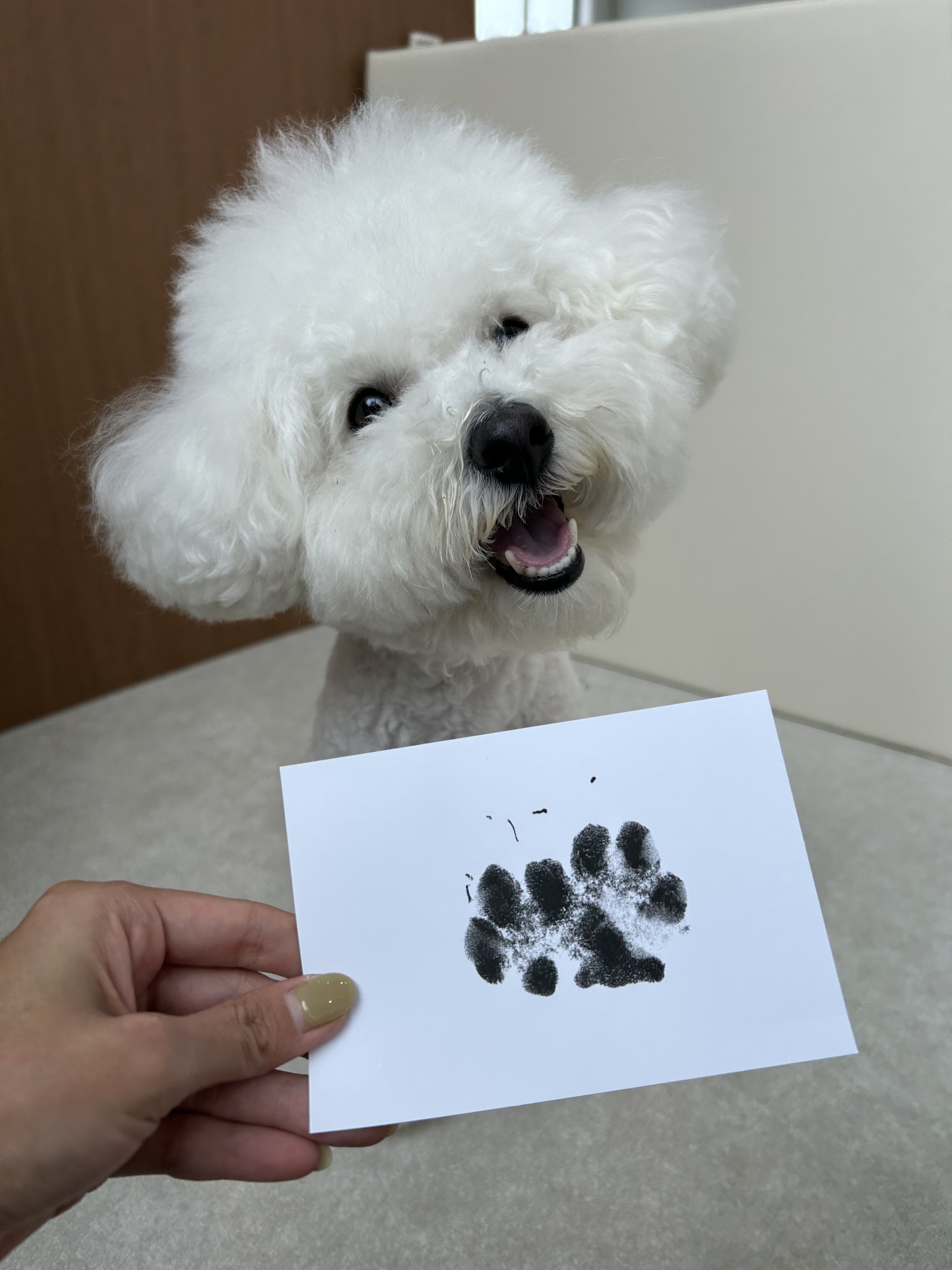 하이, 포포 대표 이미지