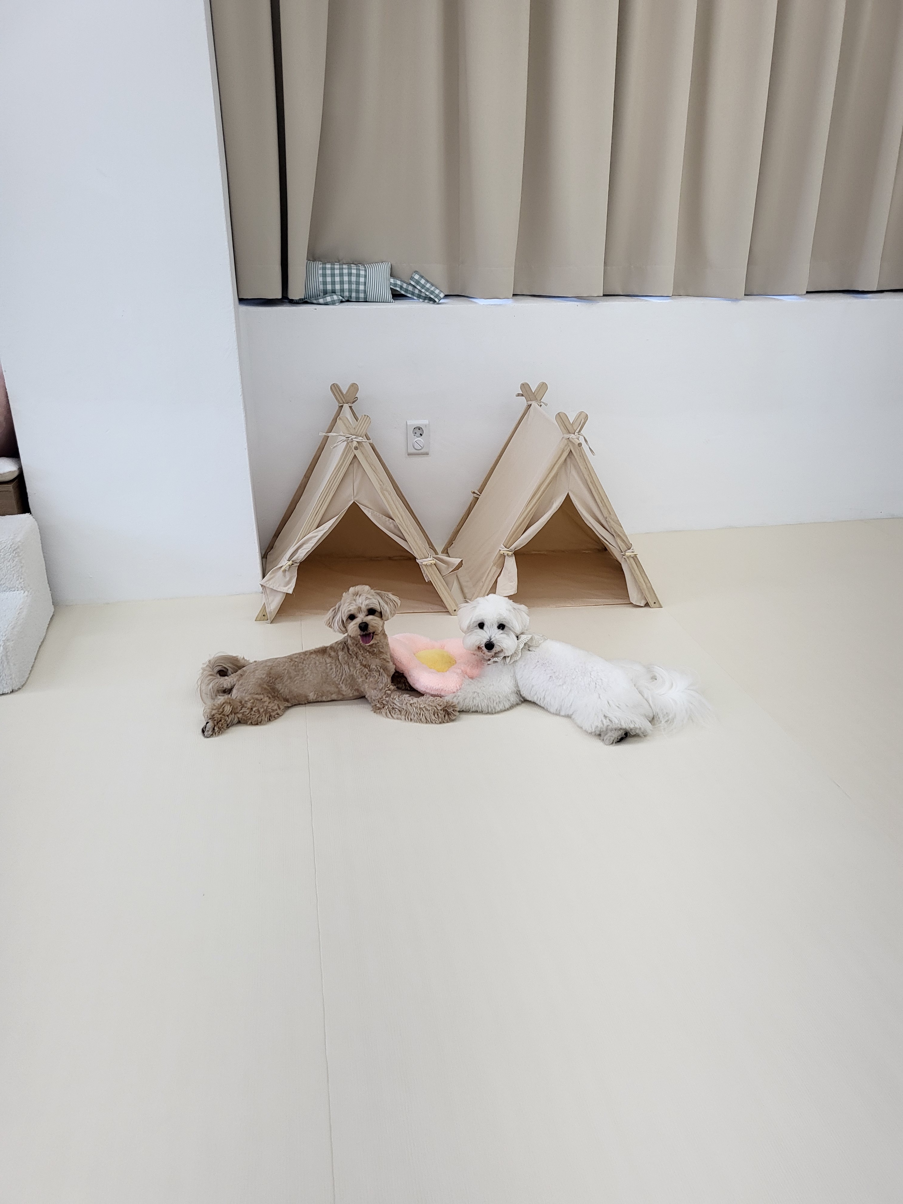 멍그린 향동 애견유치원&애견호텔 대표 이미지