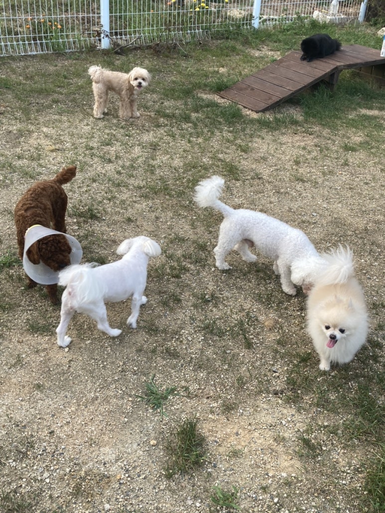 치즈 애견유치원&애견호텔 대표 이미지