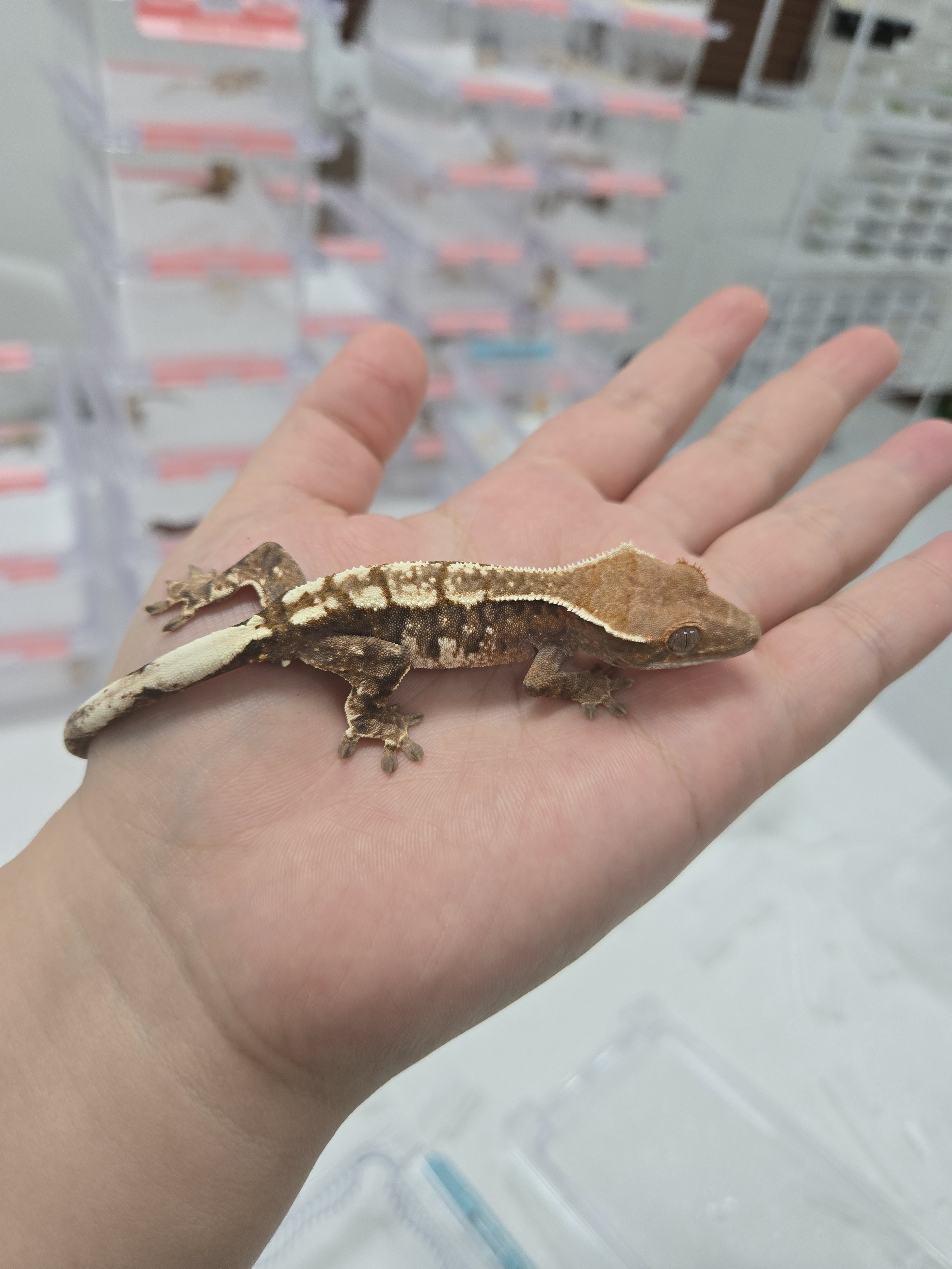 크레하니