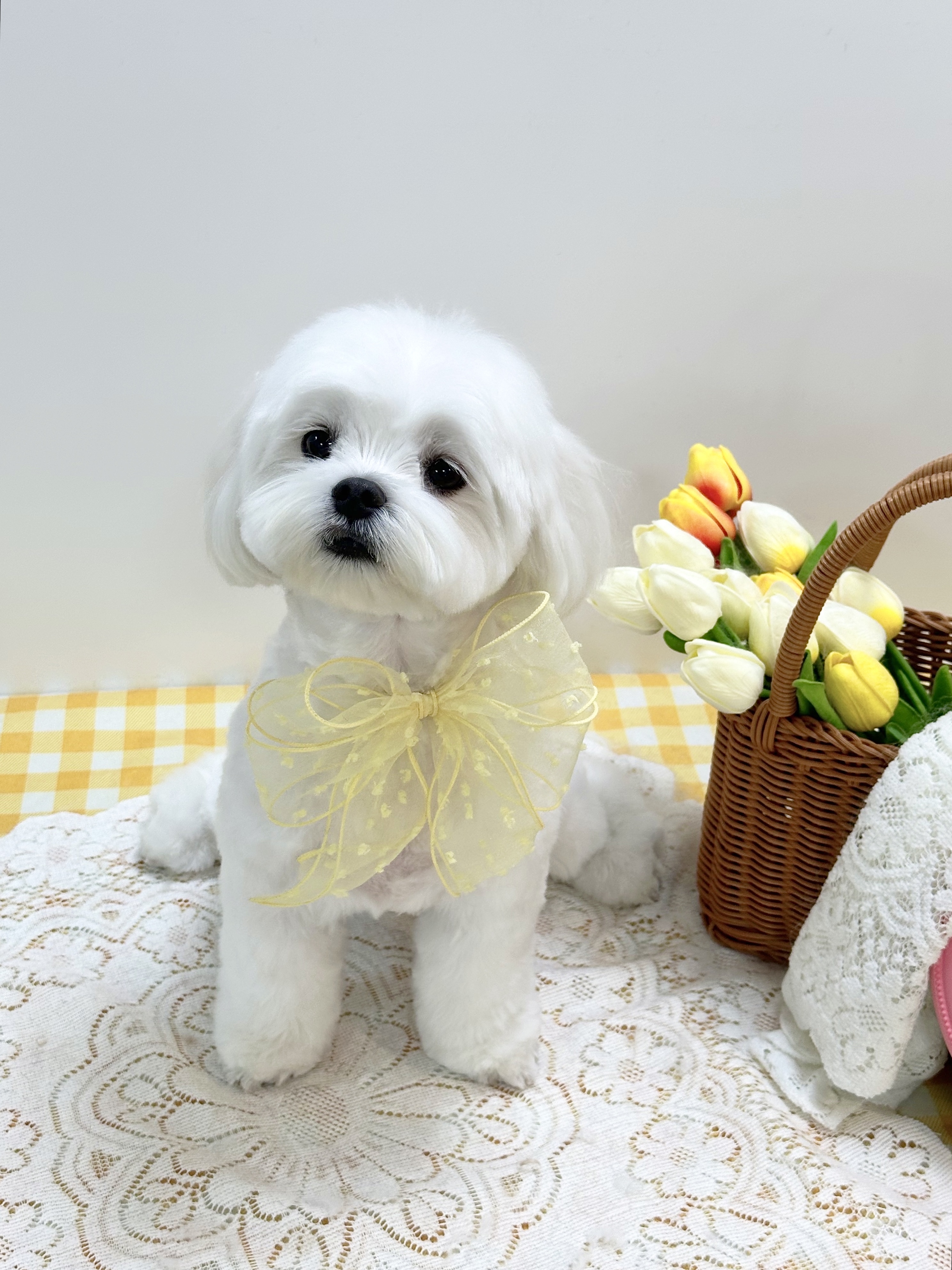 라움퍼피 대표 이미지