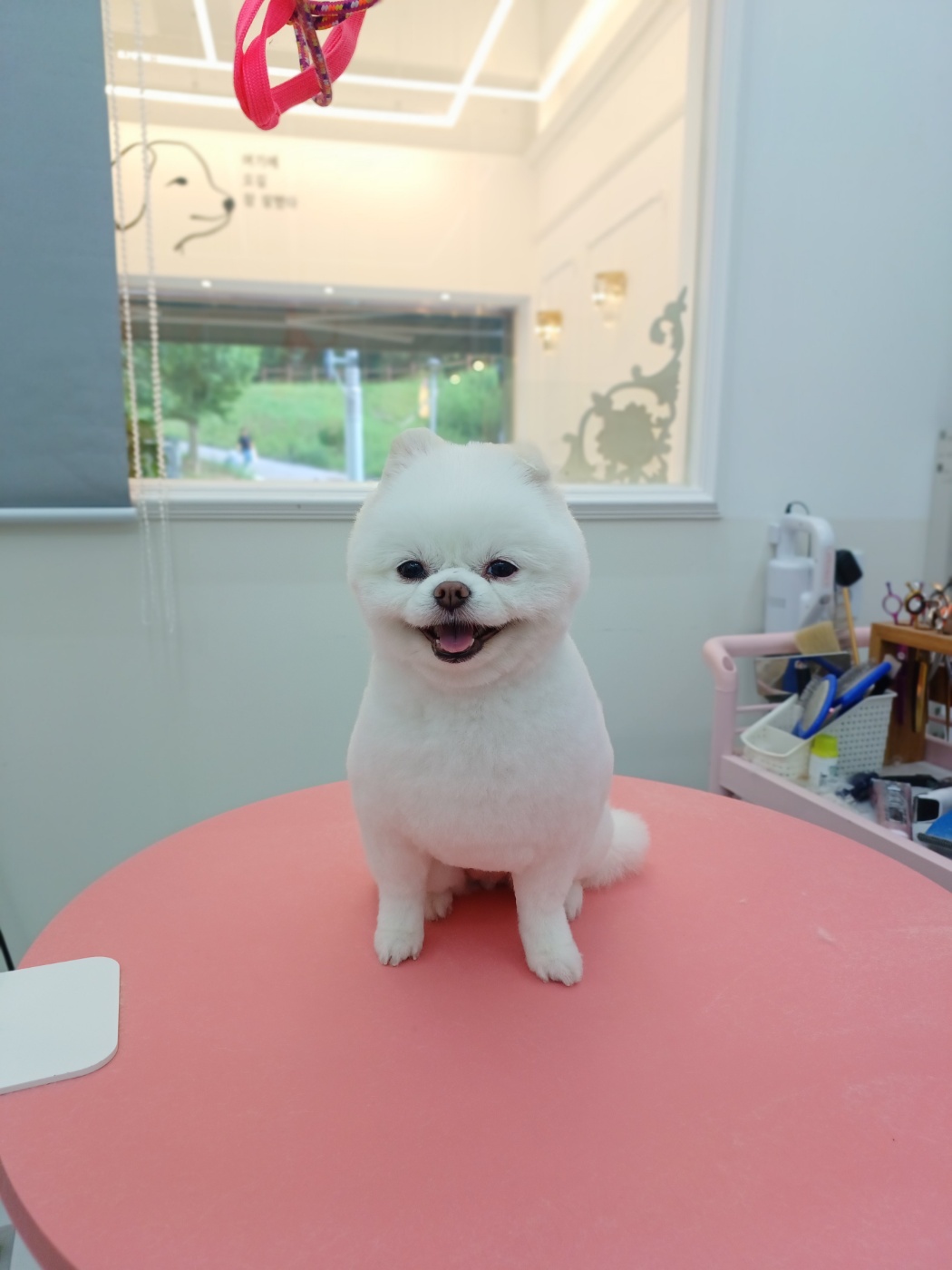 THE빛나개 대표 이미지