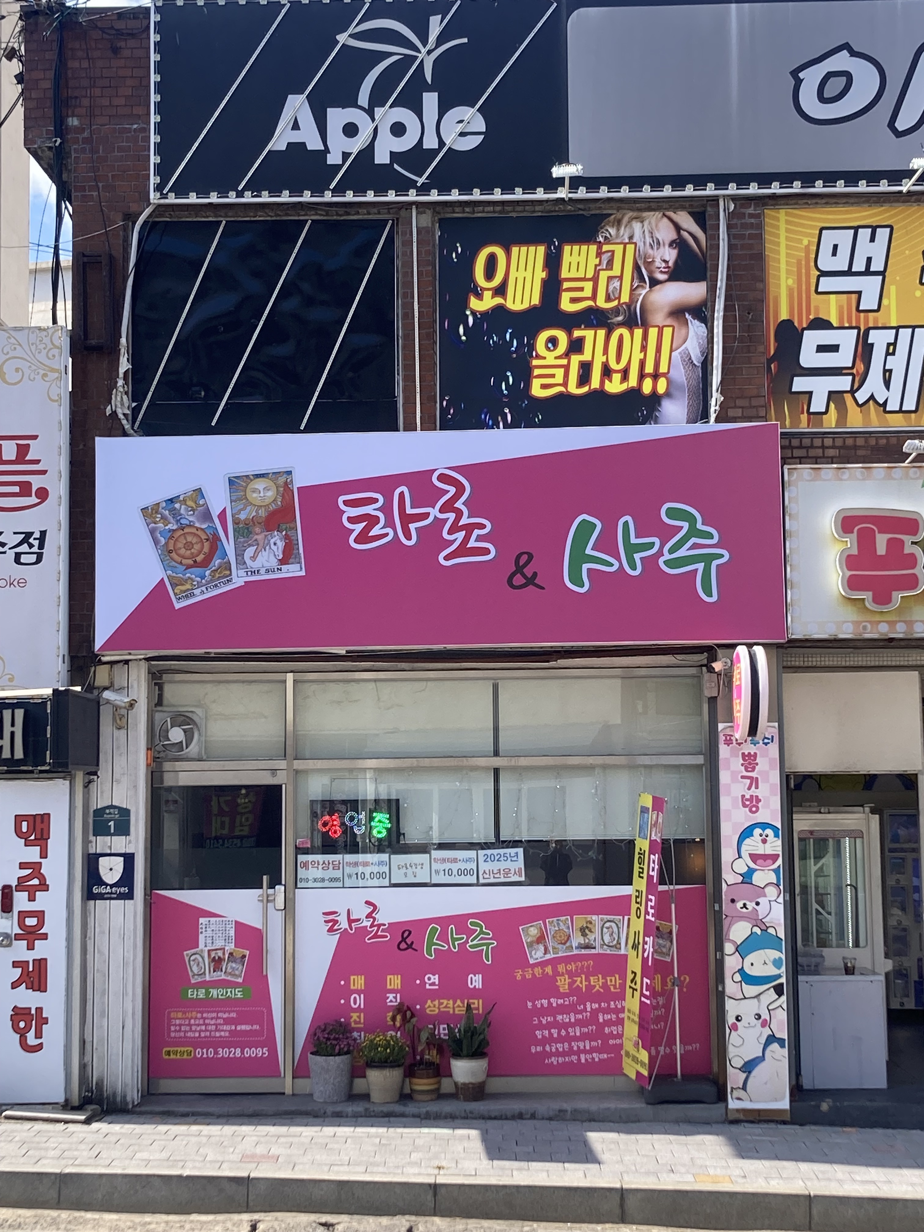 타로 앤 사주