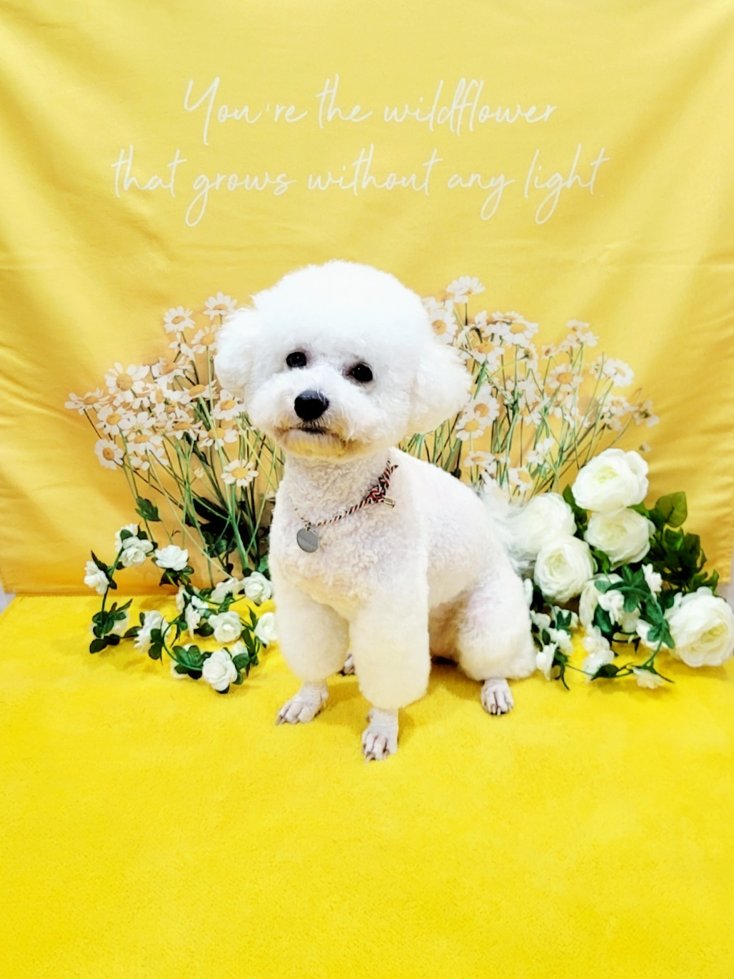 블링멍 픽업 애견미용실 대표 이미지