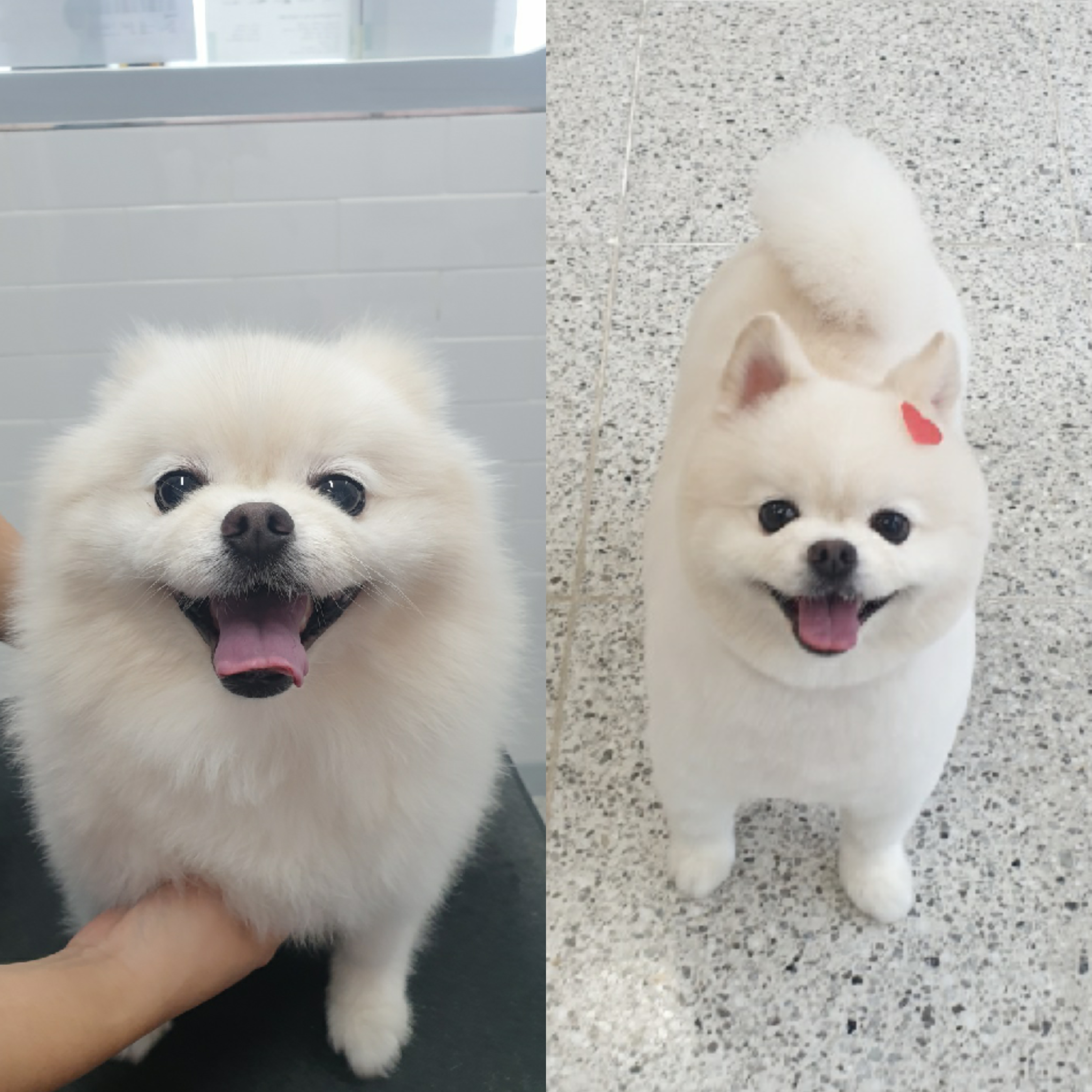 이쁘게 잘라줄개 대표 이미지