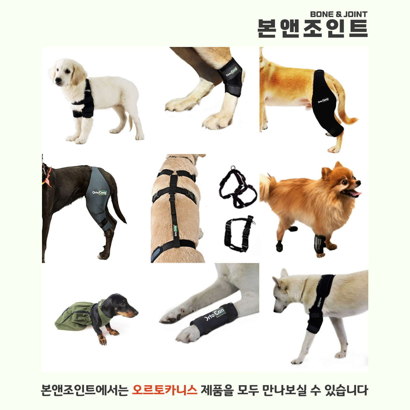 본앤조인트 대표 이미지 - 강아지 보호대
