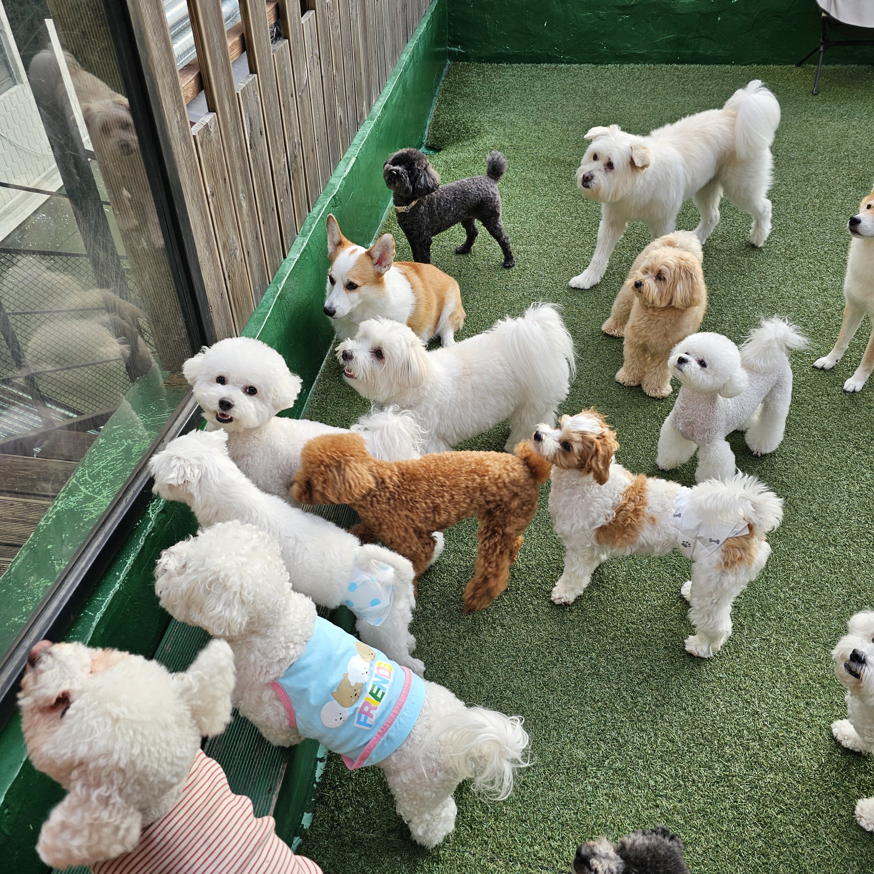 연희도그 대표 이미지