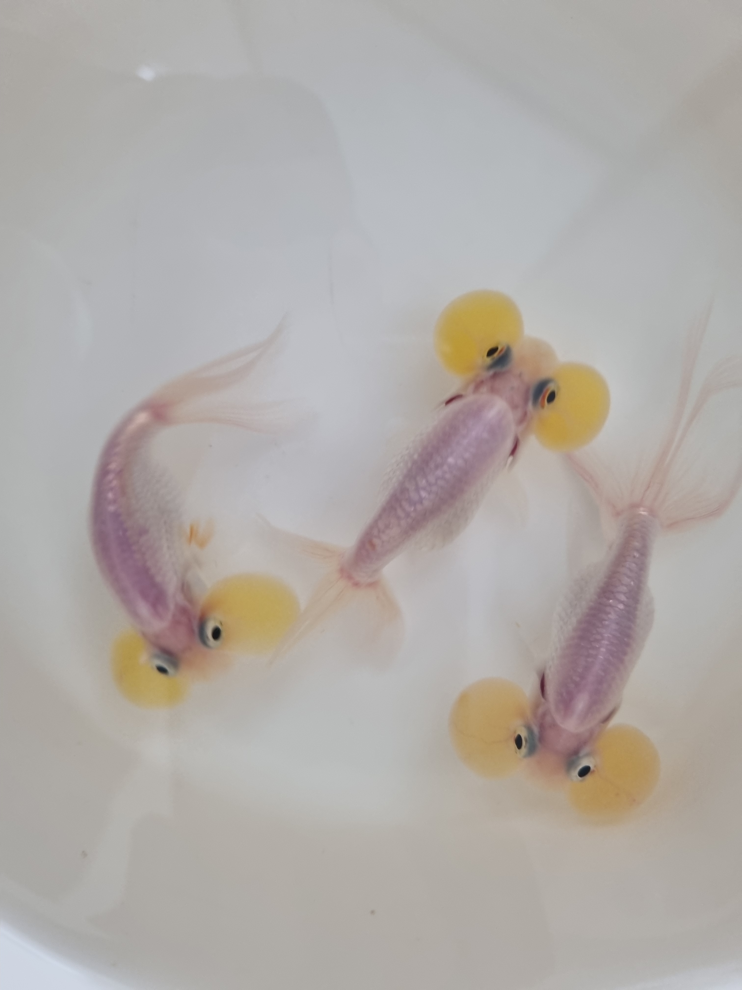 하늘고기
