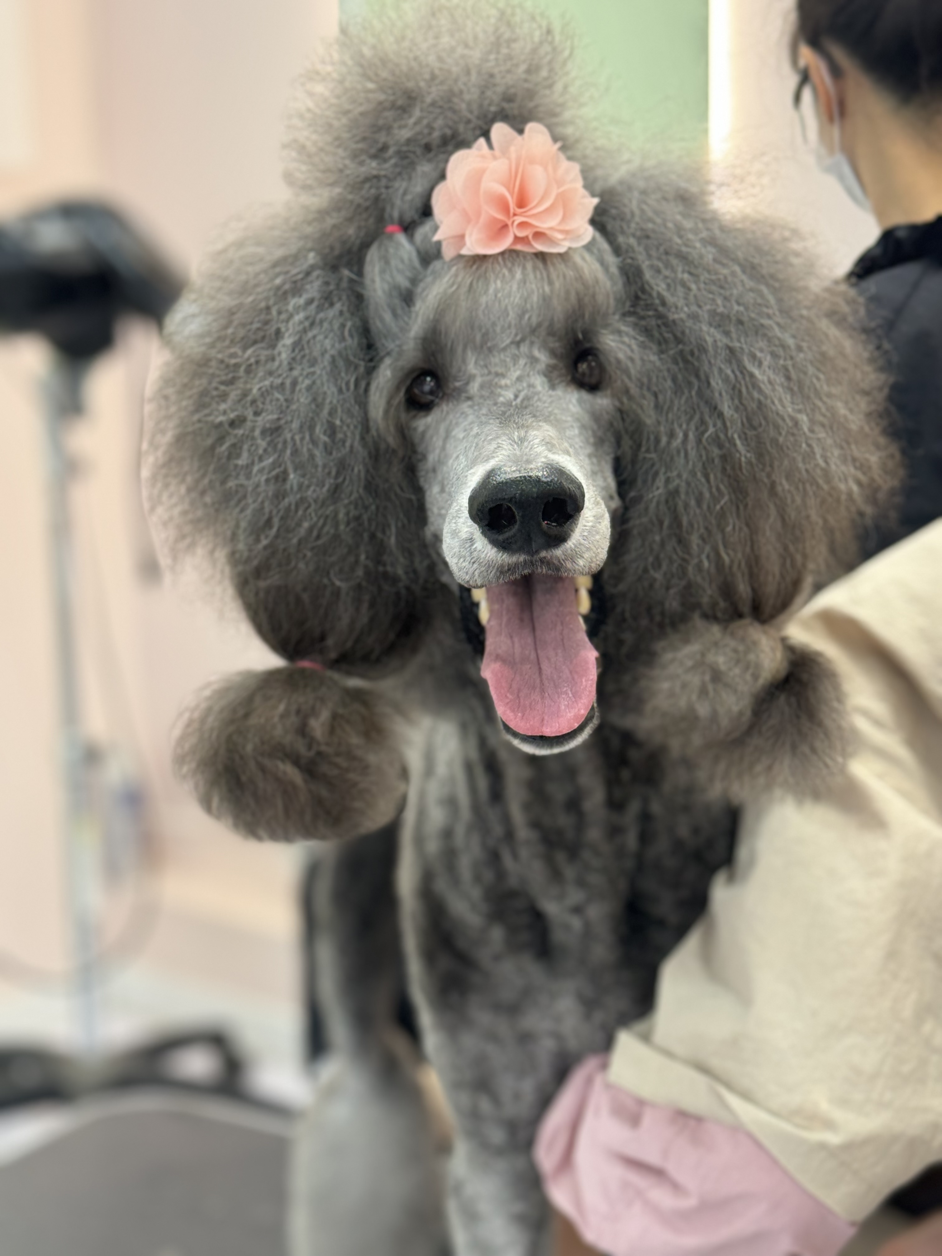 스타덤 펫살롱 대표 이미지