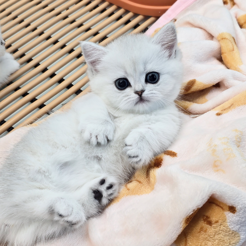 파주 고양이분양&미용 반하나캣