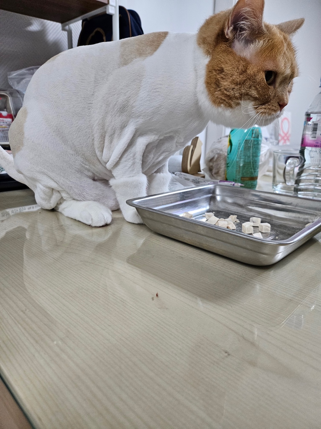 우다다냥 대표 이미지