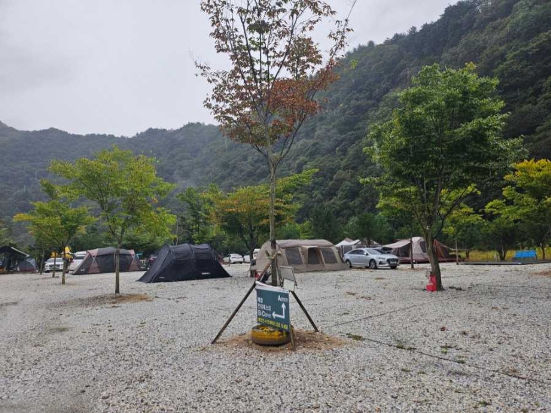 파인트리캠핑장