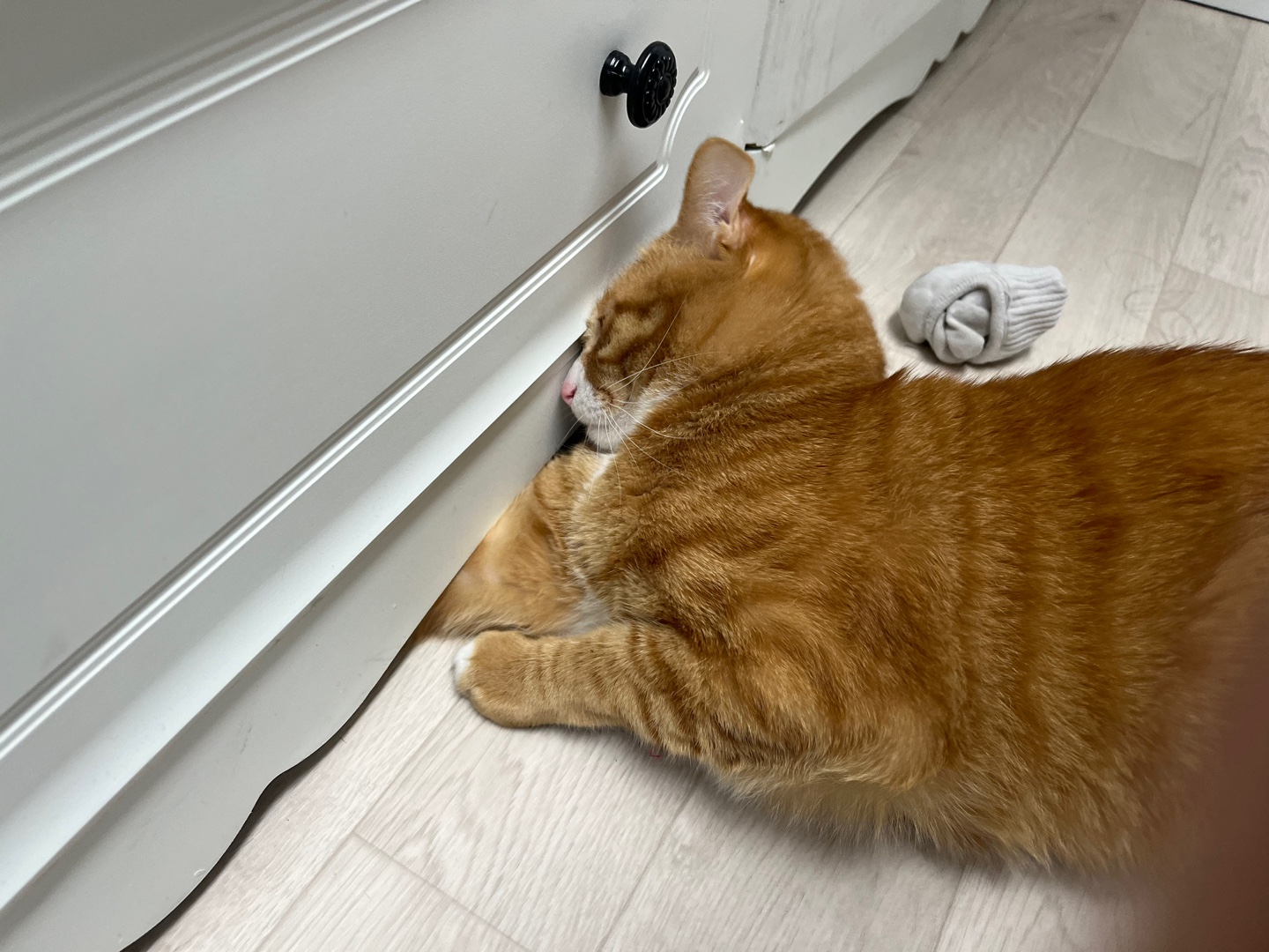 고양이미용 우다다냥 대표 이미지