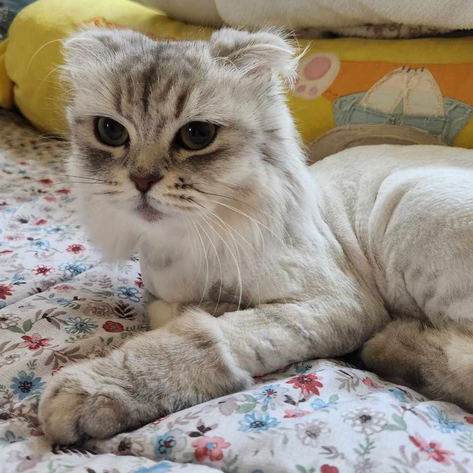 우다다냥 대표 이미지