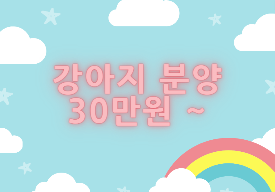 대구강아지분양 퍼피얌