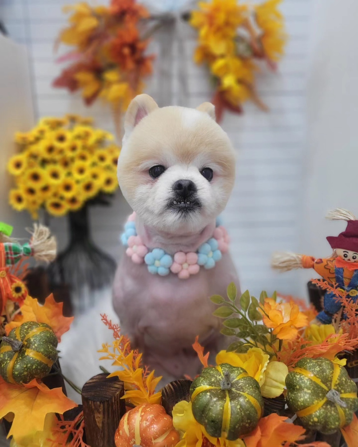 하트애견 대표 이미지