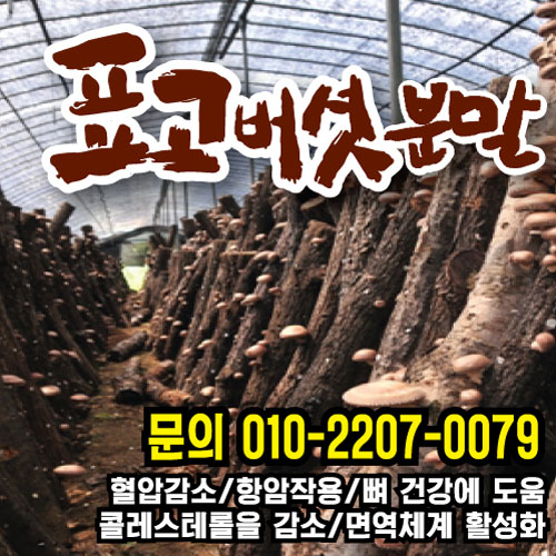 카페홀빈