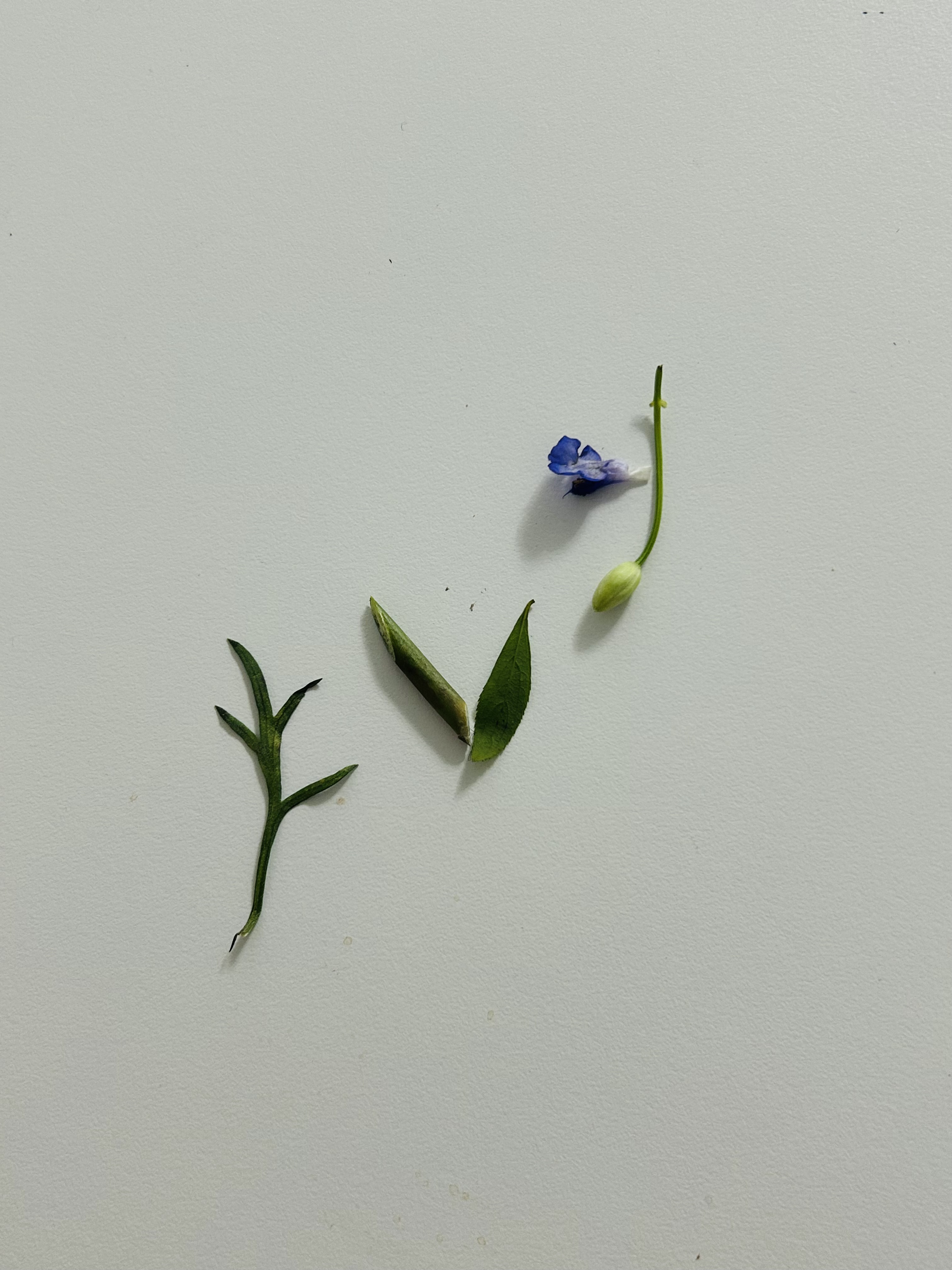 노렌