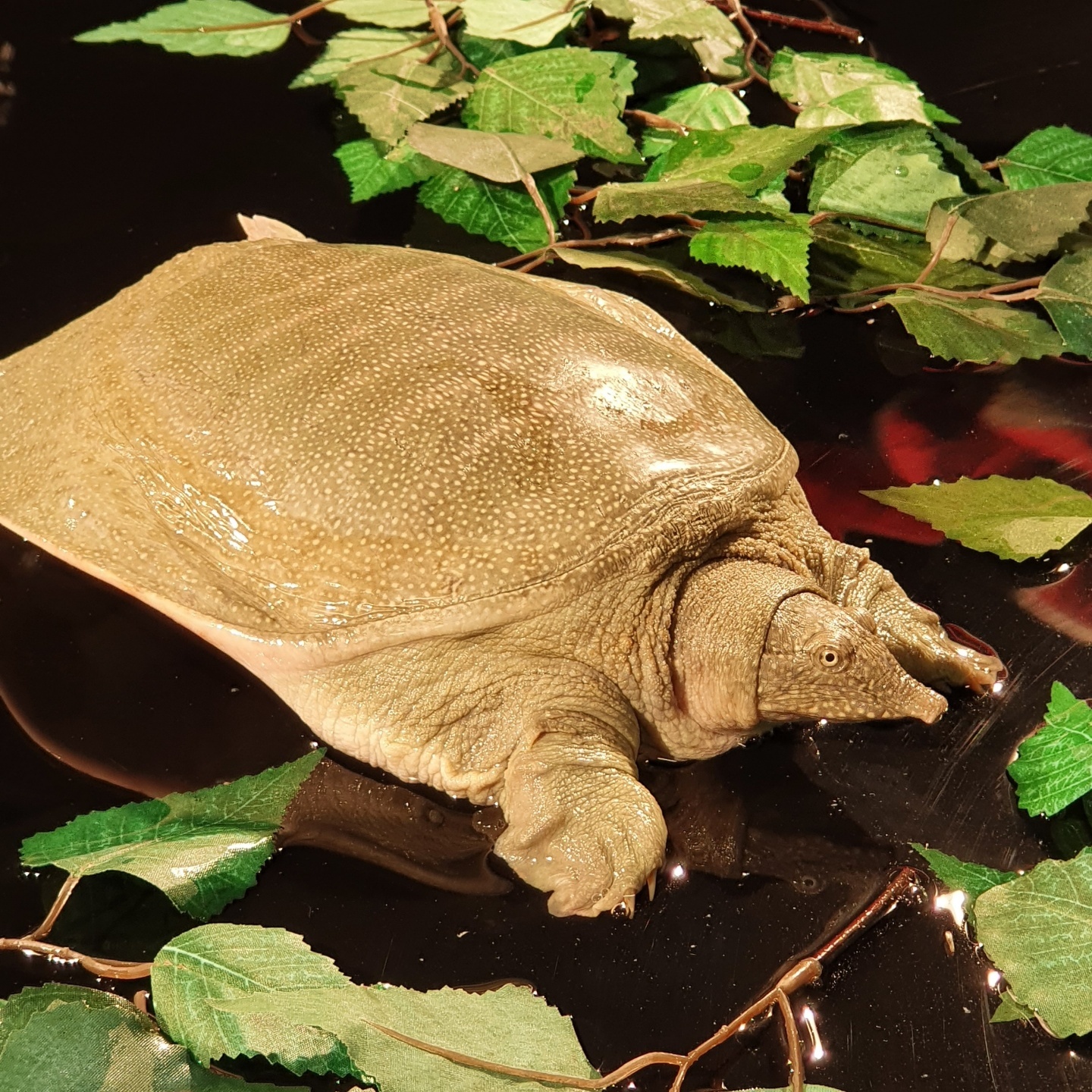 청자골자라양식장