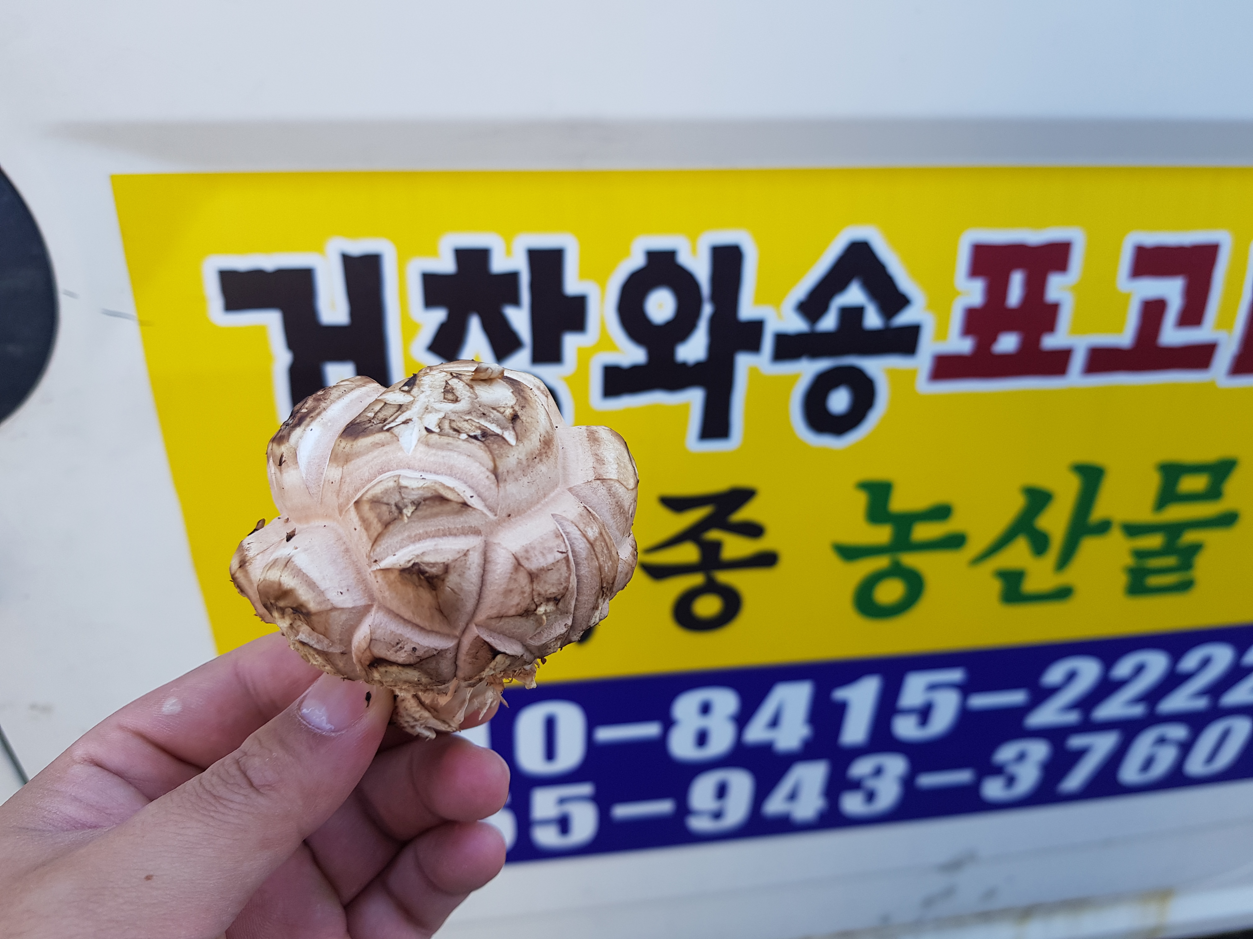거창와송