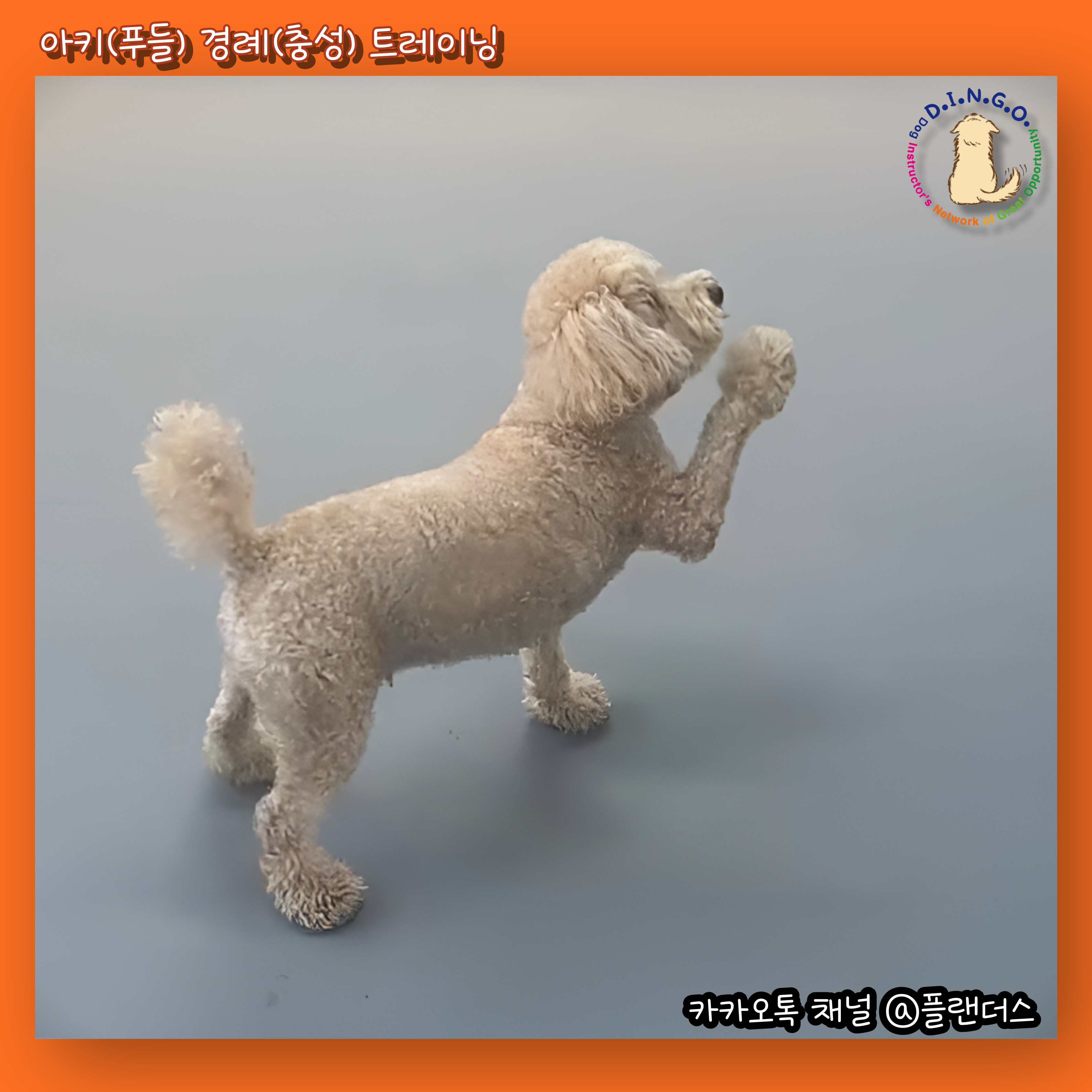 플랜더스 반려견 교육센터 대표 이미지