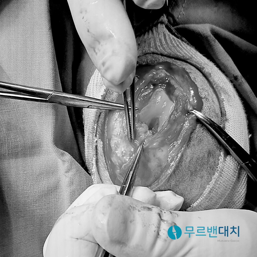 대치동물메디컬센터 대표 이미지