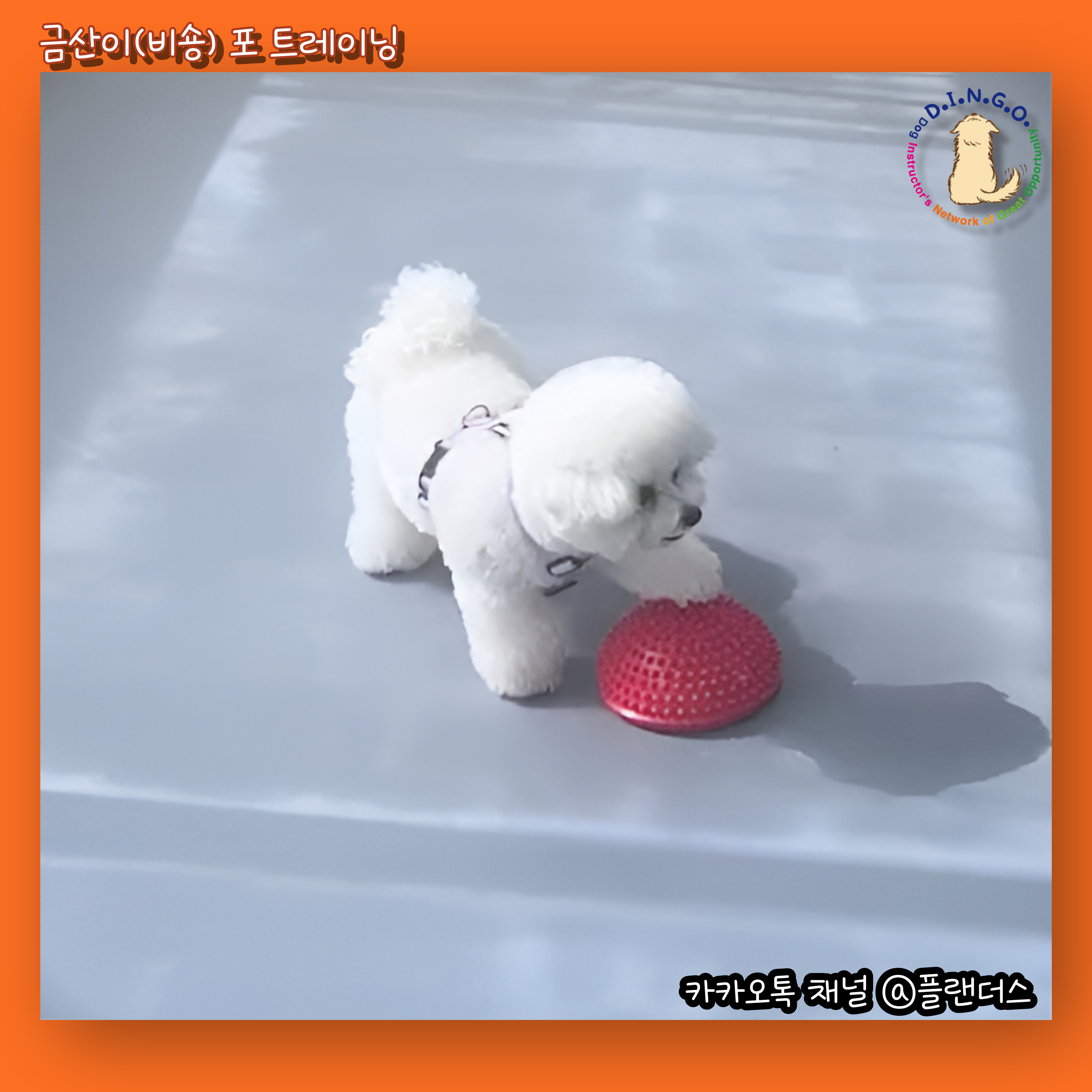 플랜더스 반려견 교육센터 대표 이미지